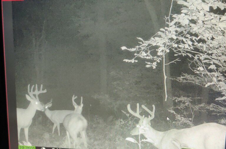 EVOLVED HABITATS Buck Lickers Flavored Salt Block 4 Lbs Apple Mineral Deer Attractant - Ready & Easy to Use Time-Release All Year-Round Food Supplement for Deer, Elk & Moose customer photo 2