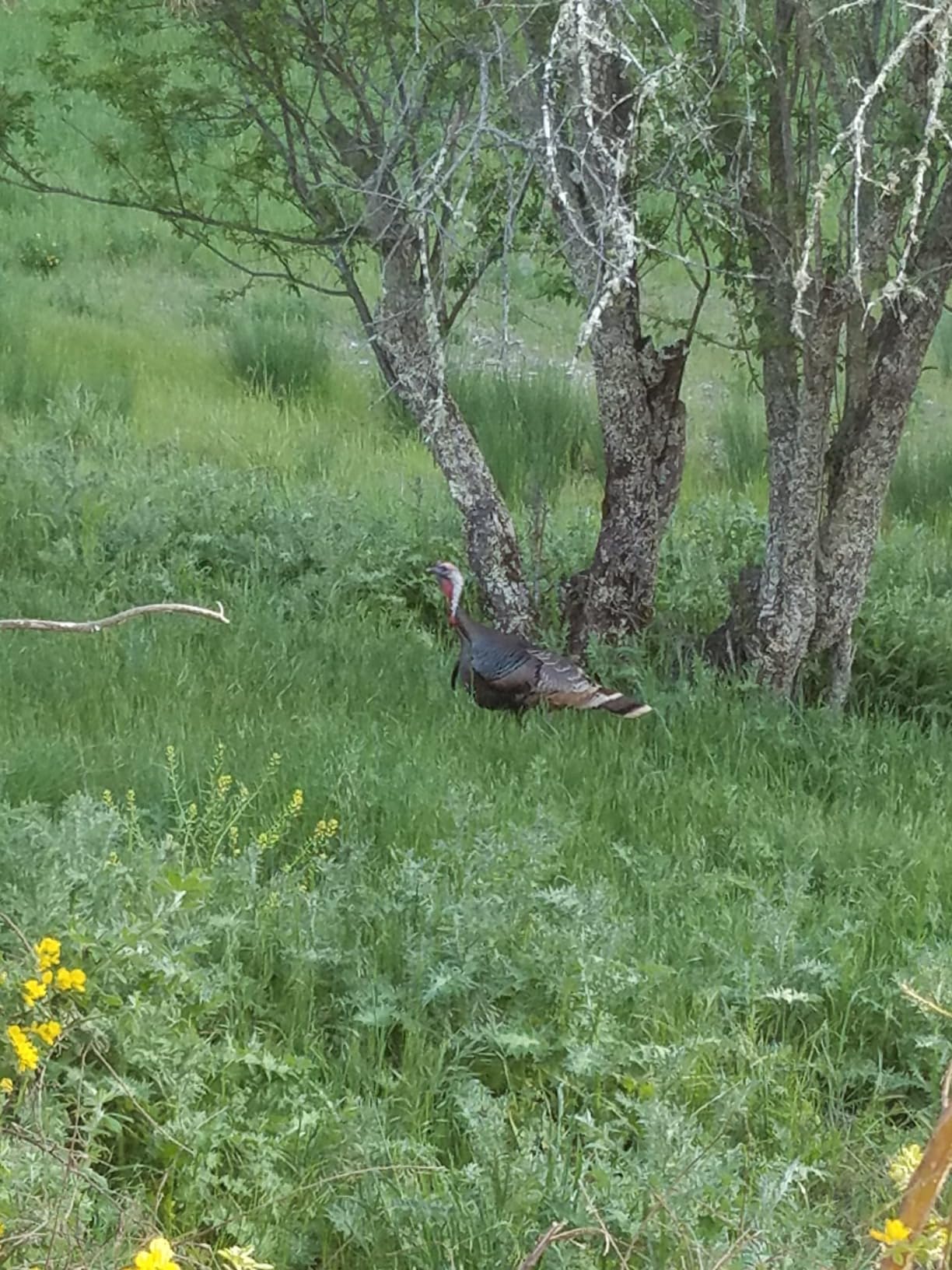 PRIMOS Hunting The Gobbler Shaker Call Turkey Call with Silencer Cap customer photo 1