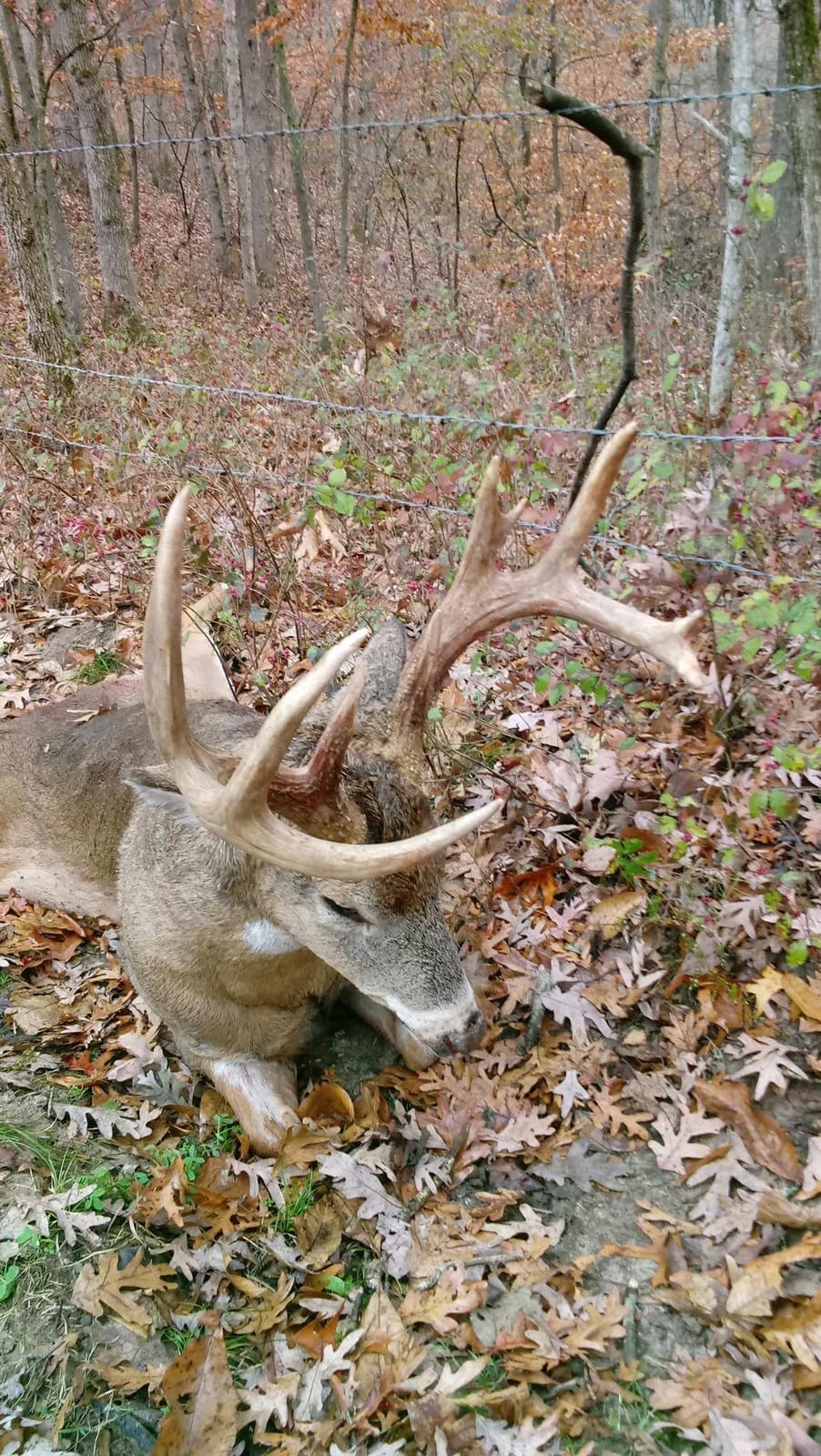 Code Blue Whitetail Doe Estrous – Premium Deer Attractant with Authentic Doe Scent to Lure Mature Bucks & Boost Hunting Success, 1 oz customer photo 2