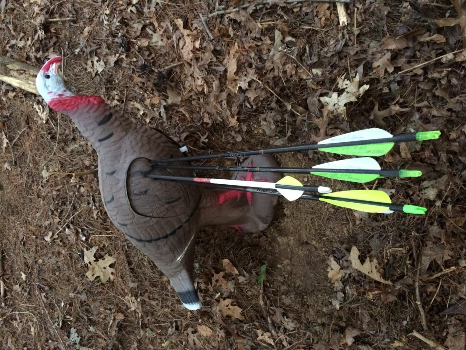 Rinehart Signature Tom Turkey 3D Archery Target, Replaceable Vital Insert customer photo 1