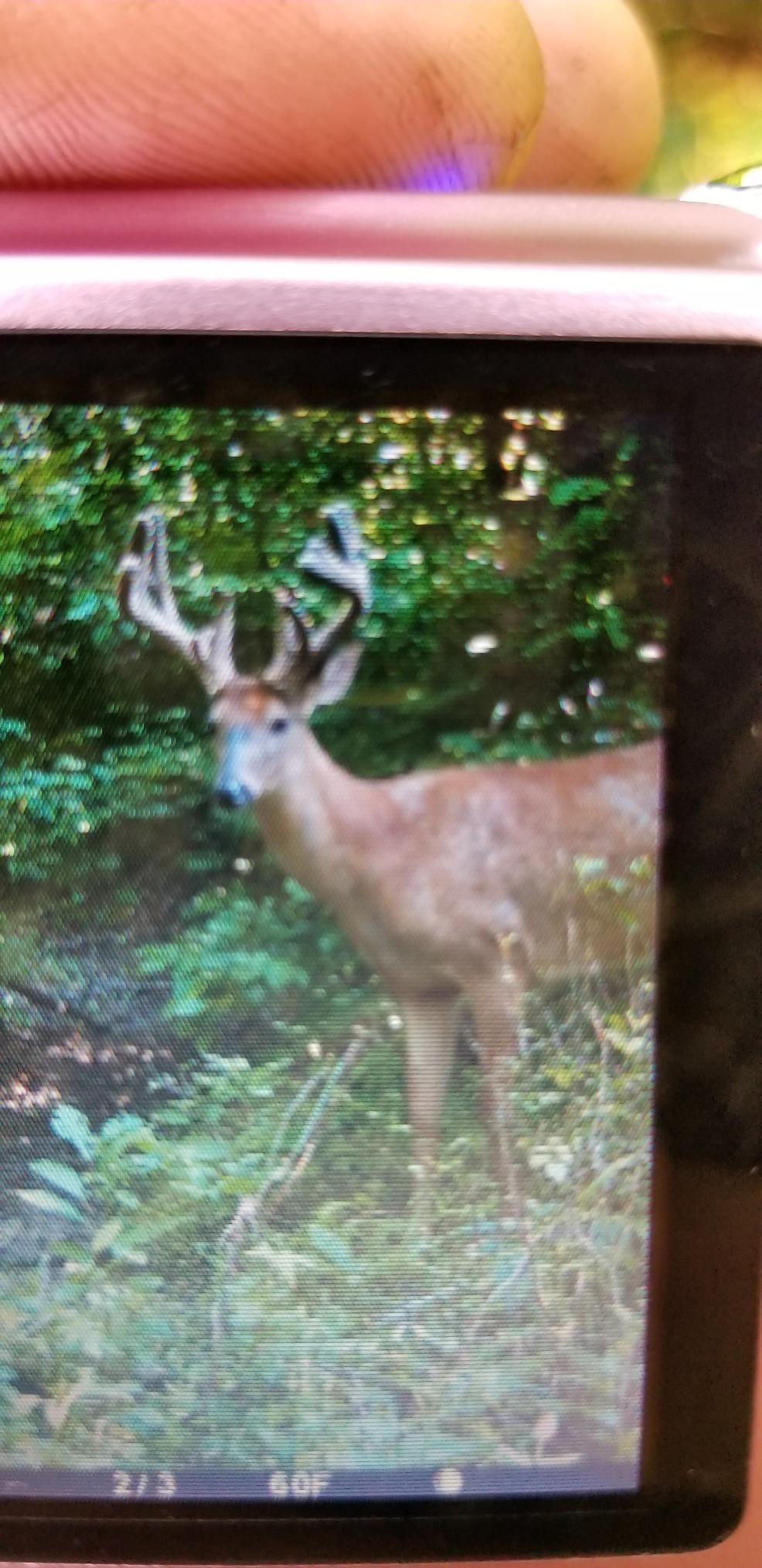 TROPHY ROCK Redmond All-Natural Mineral Rock/Salt Lick, Attract Deer and Big Game 12 pounds customer photo 1
