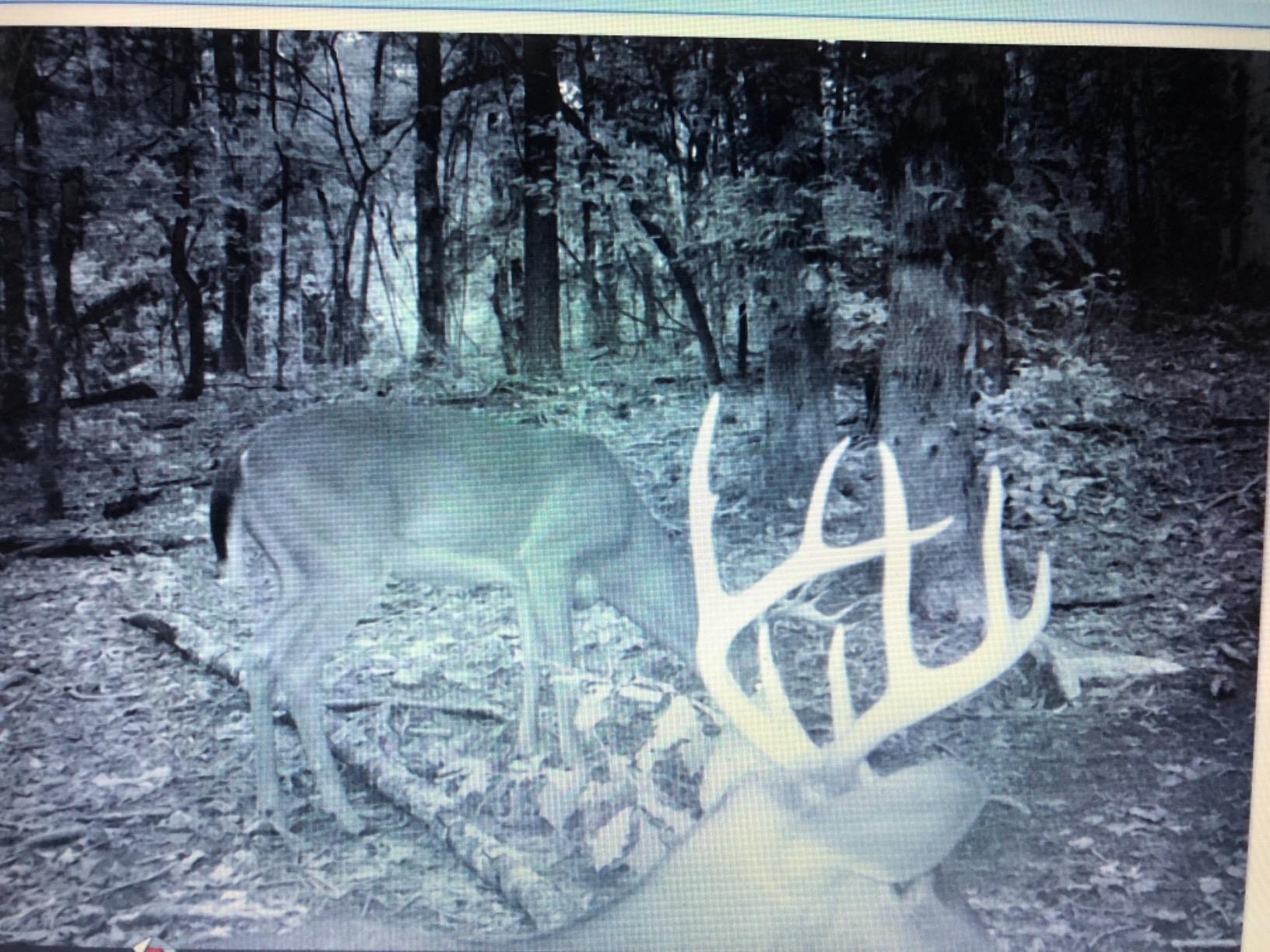 TROPHY ROCK Redmond All-Natural Mineral Rock/Salt Lick, Attract Deer and Big Game 12 pounds customer photo 2