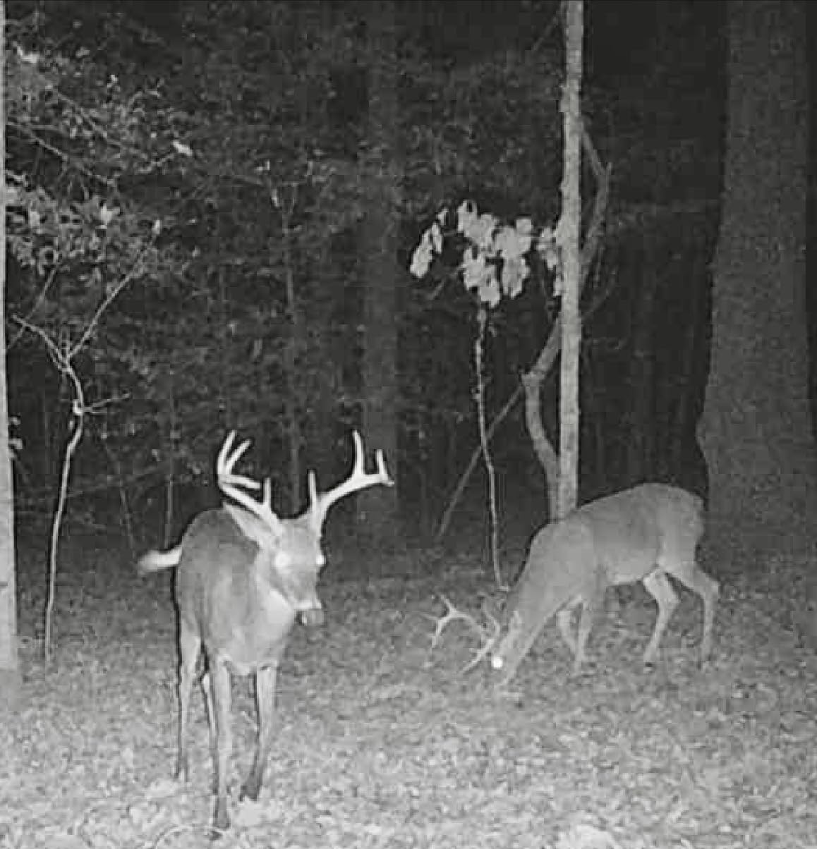 Wildlife Research Center Golden Scrape Deer Attractant customer photo 2