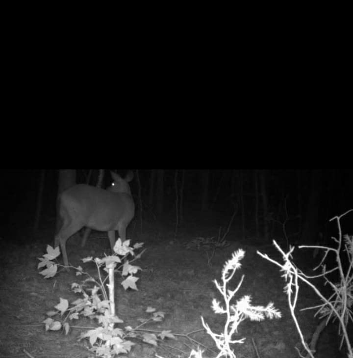 Evolved HABITATS Deer Cane Black Magic Liquid Mineral Deer Attractant - Fast & Easy to Use All Year-Round Mineral Food Supplement with Natural Molasses Flavors - Mineral Site Activator customer photo 1