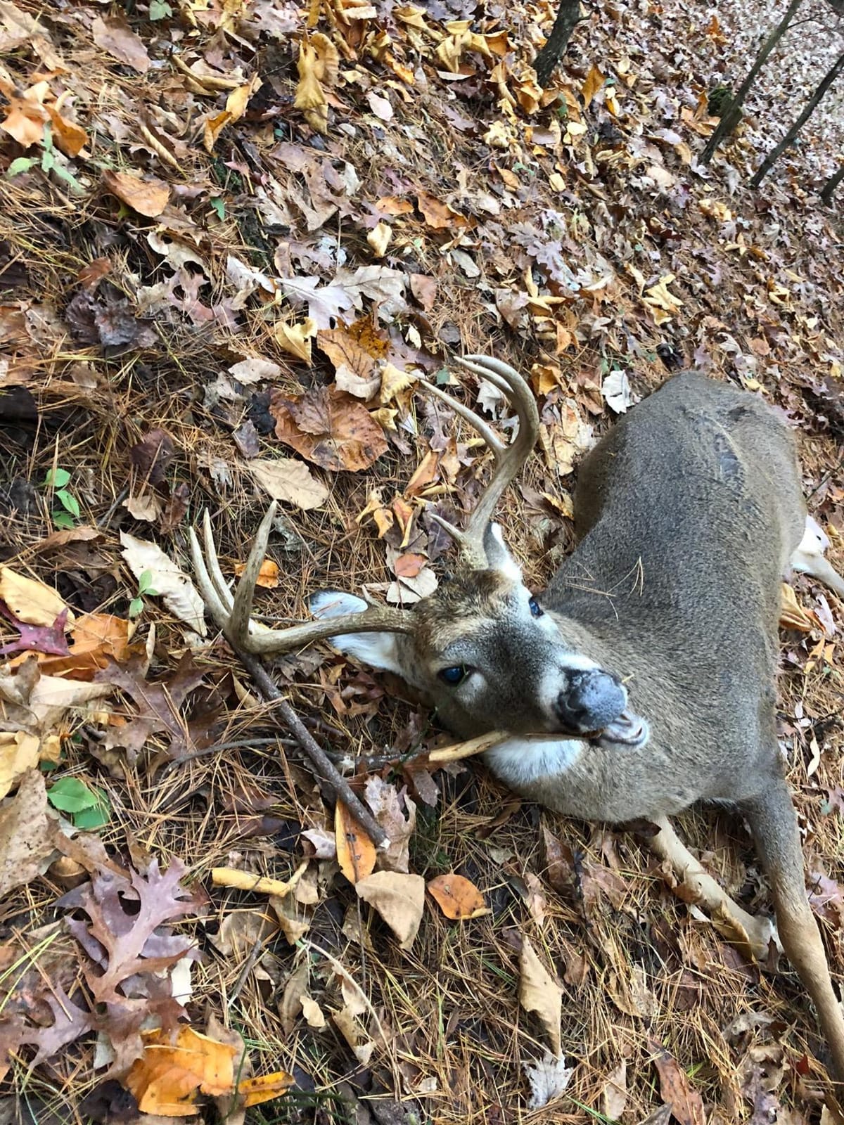 Wildlife Research Center Doe in Estrus customer photo 2
