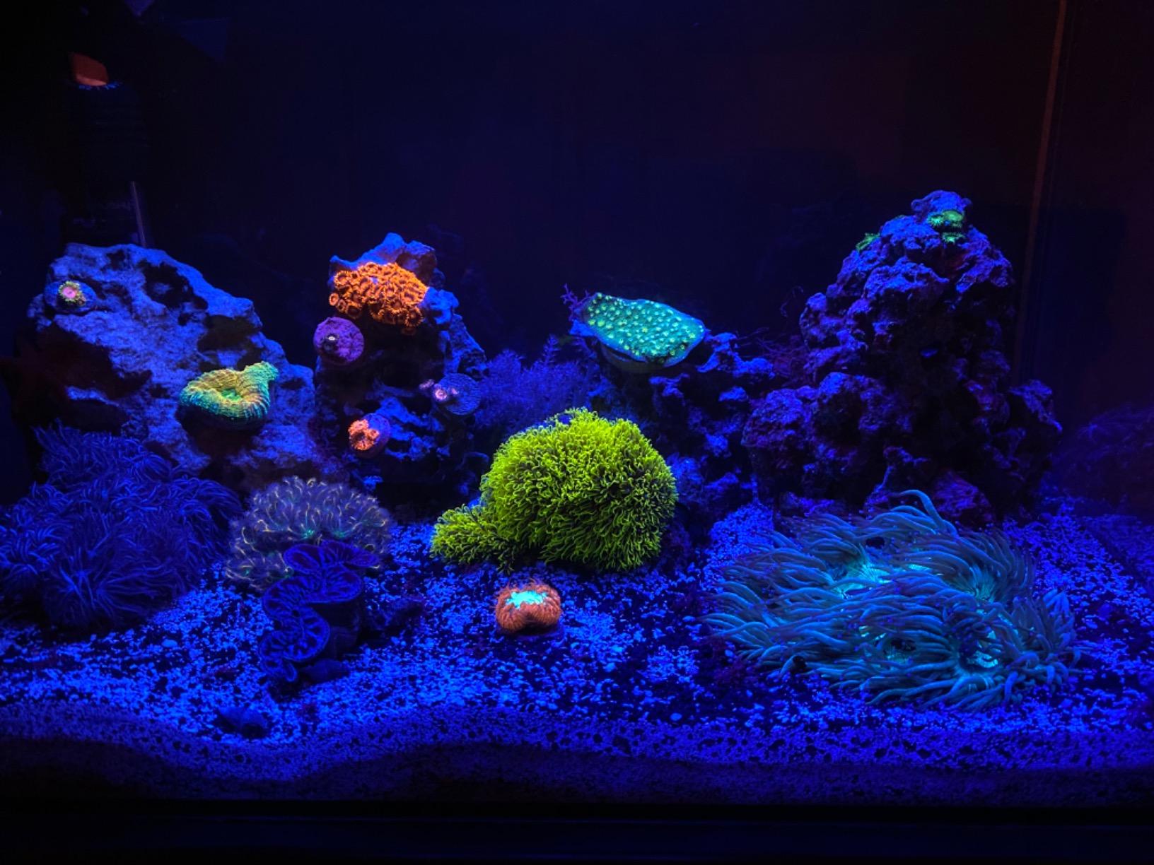Fluval Evo XII Saltwater Aquarium Kit, 13.5 Gal. customer photo 2