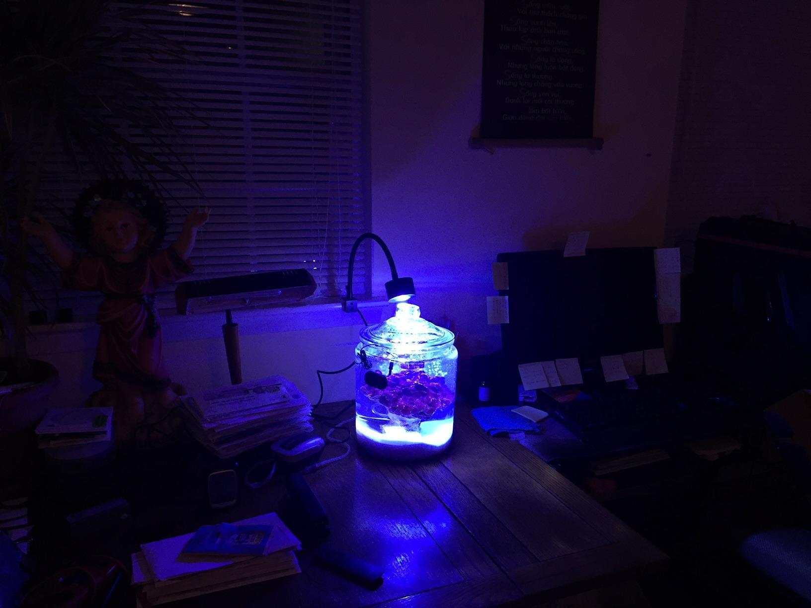 Lominie LED Aquarium Light, Nano Coral Reef Light Clip on Aquarium Light Full Spectrum Remote Control Fish Tank Lamp Dimmable for Saltwater Fish Tank (Saltwater) customer photo 1