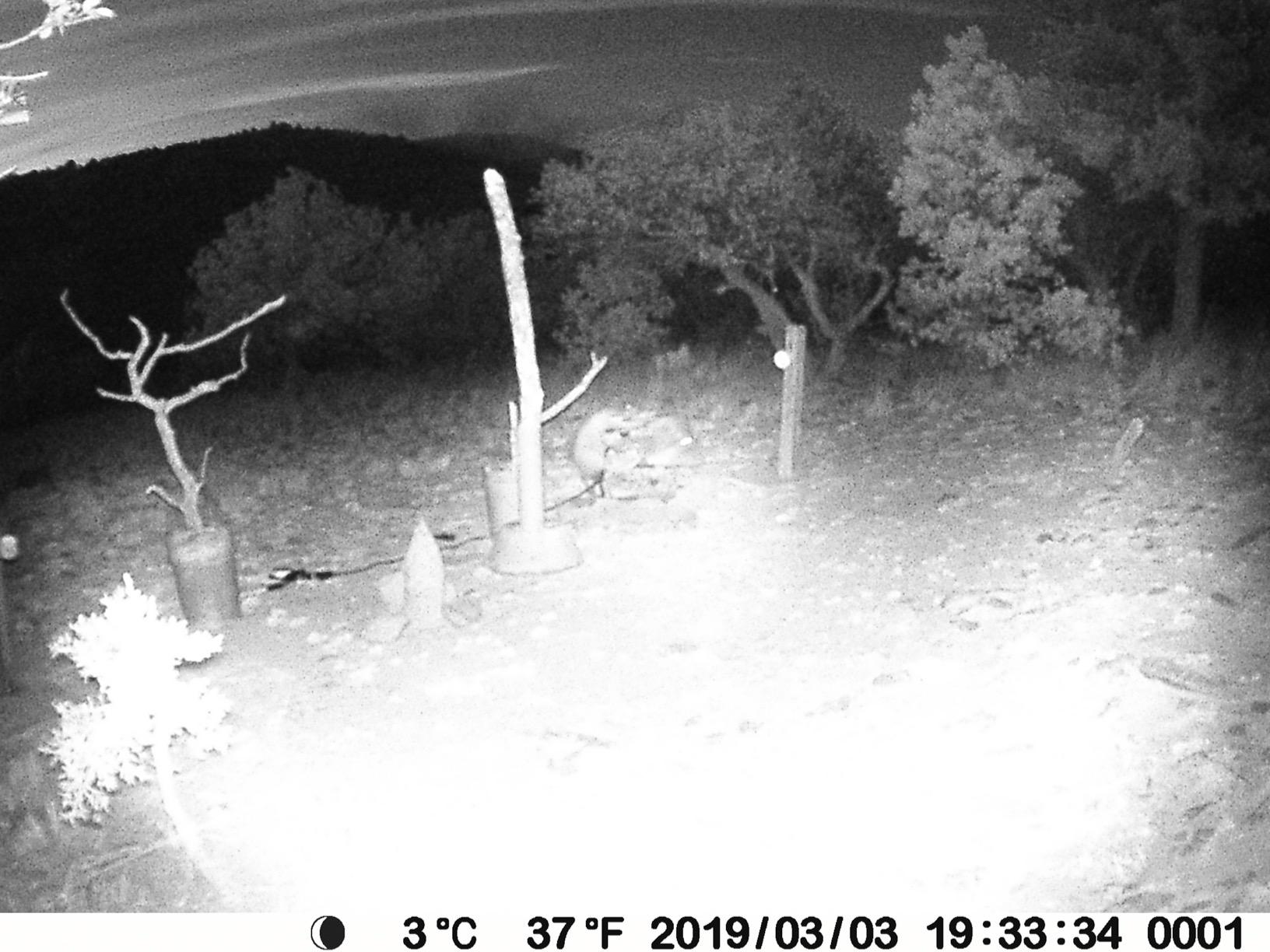 BLAZEVIDEO Trail Camera 64MP 1296P Video, 940nm No-Glow Night Vision, 70° Focused PIR Detection (Fewer False Alerts), 0.3s Trigger, Motion Activated IP66 Game Cam for Outdoor Wildlife & Yard Security customer photo 2