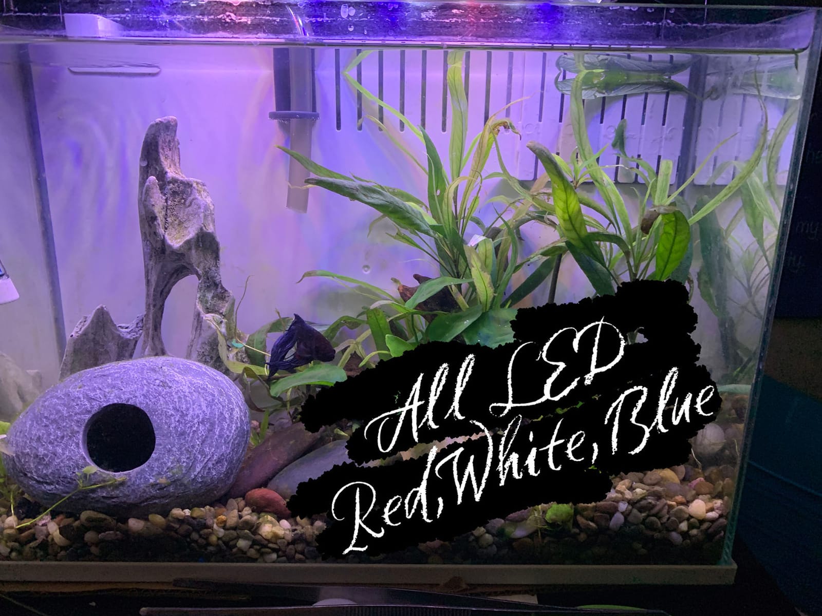 hygger 14W Full Spectrum Aquarium Light with Aluminum Alloy Shell Extendable Brackets, White Blue Red LEDs, External Controller, for Freshwater Fish Tank (18-24 inch) customer photo 2