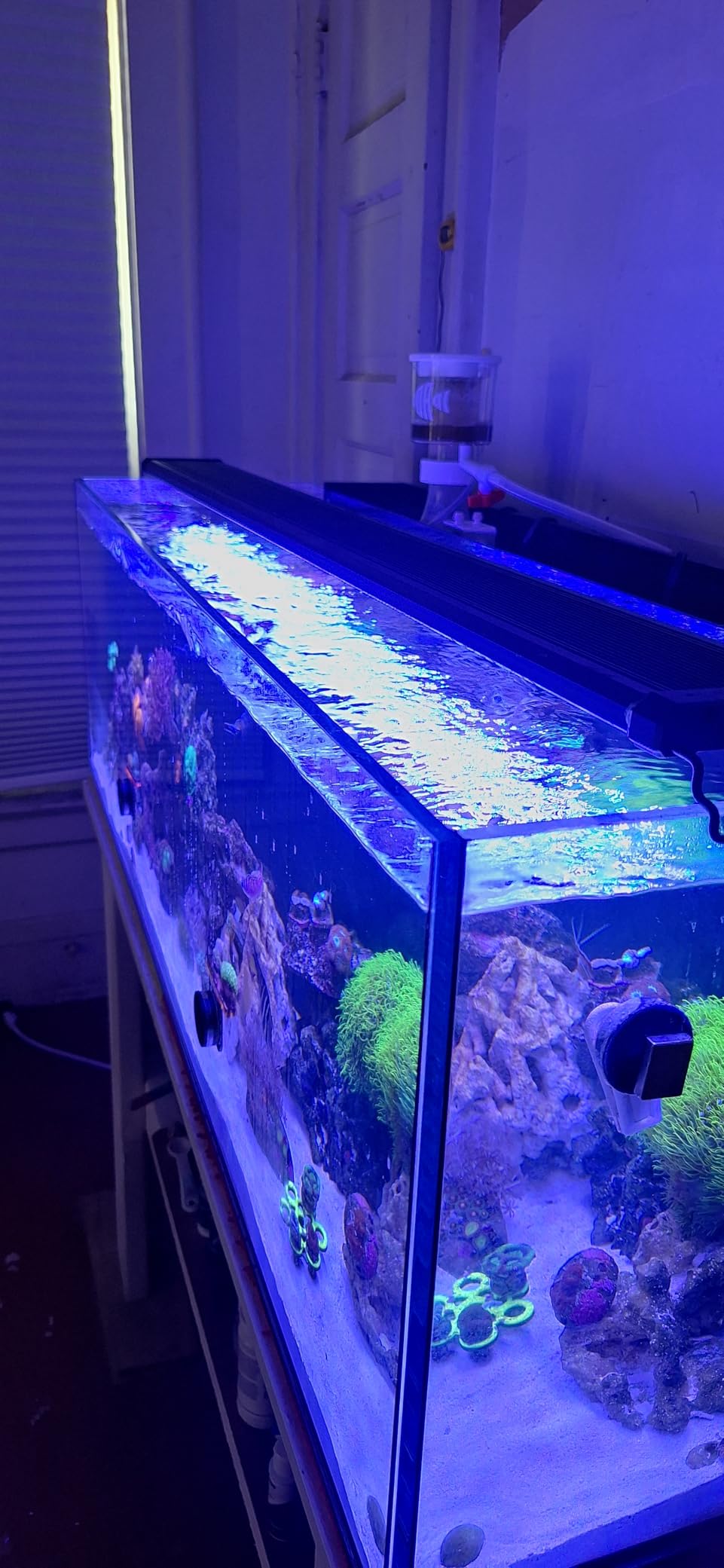 NICREW 32W Saltwater Aquarium Light, Marine LED Reef Light for Corals, Programmable Timer Controller, 30 to 36-Inch customer photo 2