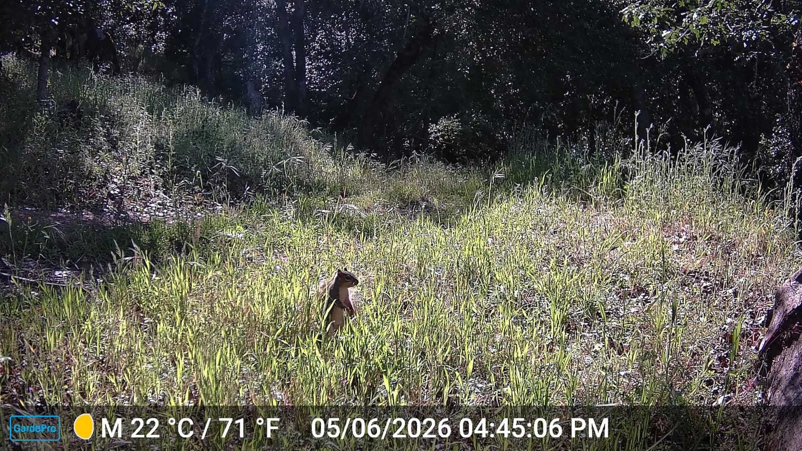 GardePro A3S Non-Cellular Trail Camera, 1296P HD Video with Sound customer photo 1