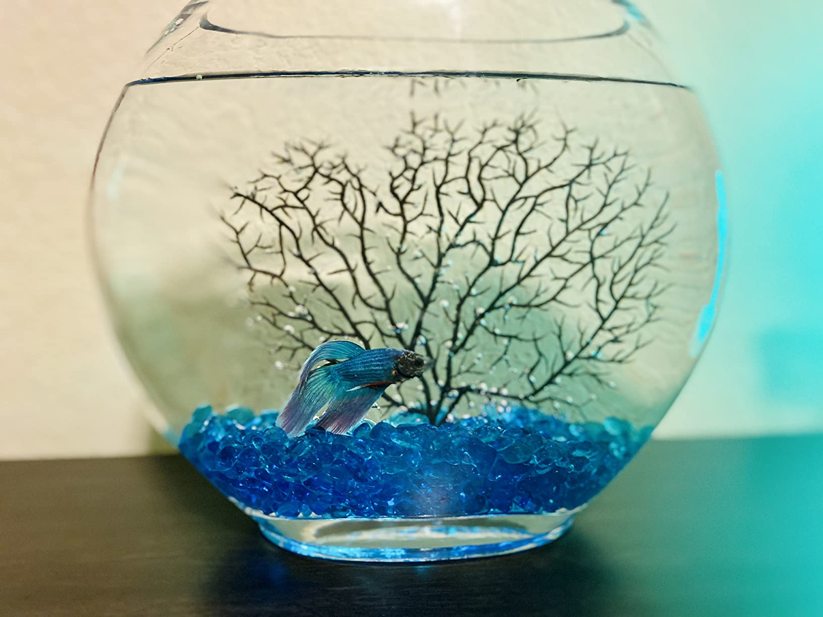 hygger Mini Glass Oblate Fish Bowl Kit, Small Fish Tank Comes with Blue Aquarium Decor Stones and Plastic Fan Branch Tree Ornament customer photo 1