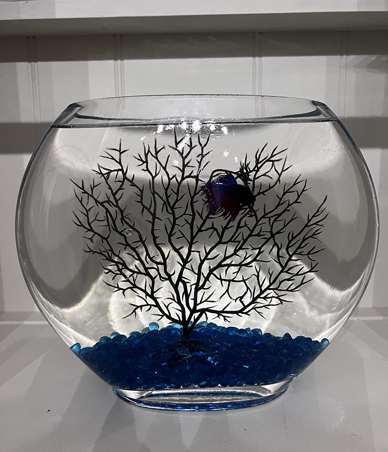 hygger Mini Glass Oblate Fish Bowl Kit, Small Fish Tank Comes with Blue Aquarium Decor Stones and Plastic Fan Branch Tree Ornament customer photo 2