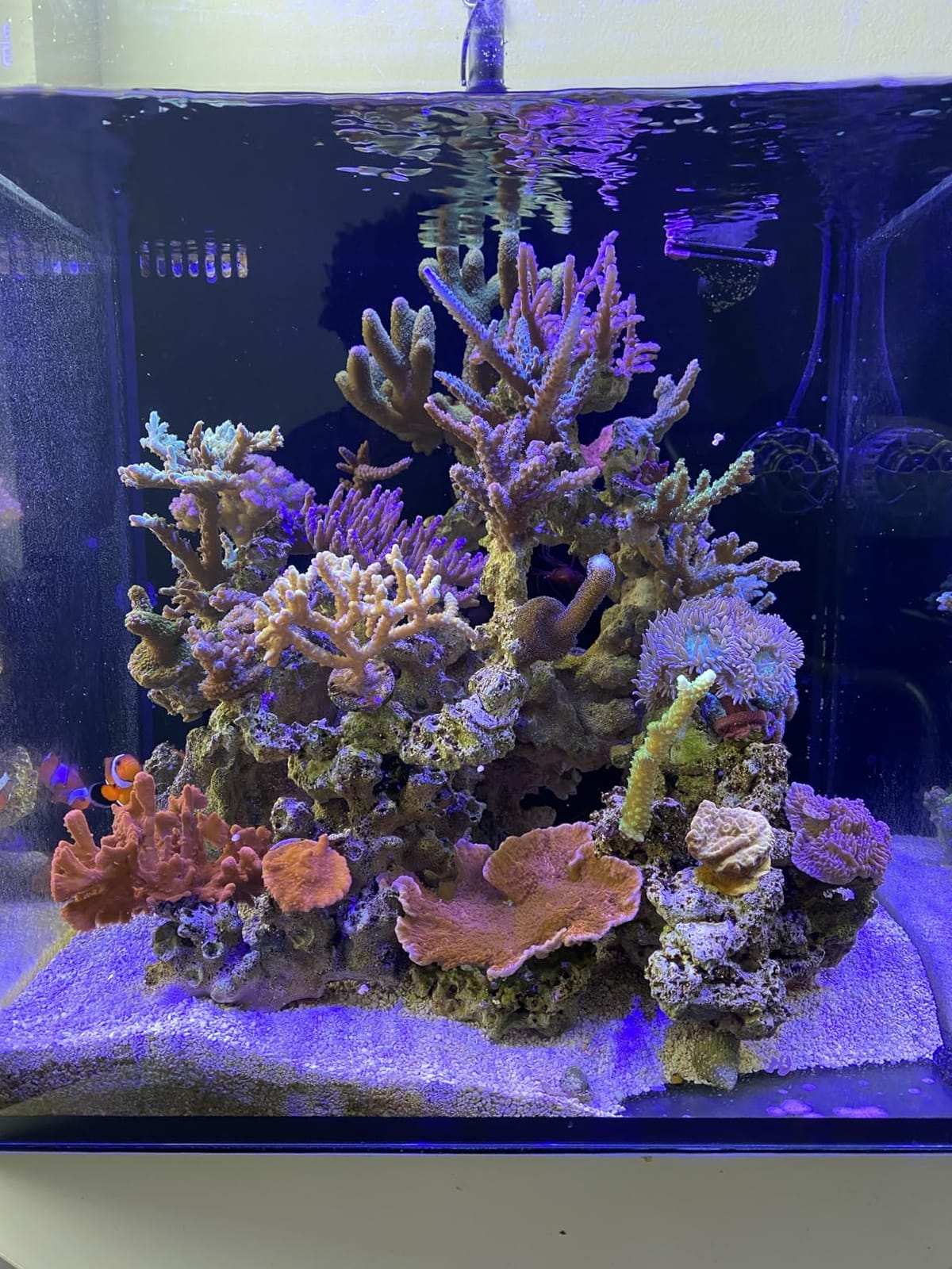 Aquarium Light - 95 Watt Sunrise Sunset Moonlight, Group Control Program Coral Reef Light Dimmable Full Spectrum for Marine Tanks,Saltwater Tank Light with Timer (Brackets) customer photo 1