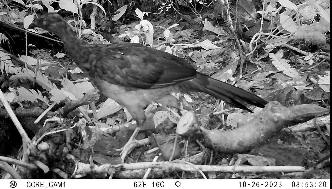 Bushnell No Glow Trail Camera CORE S-4K customer photo 2