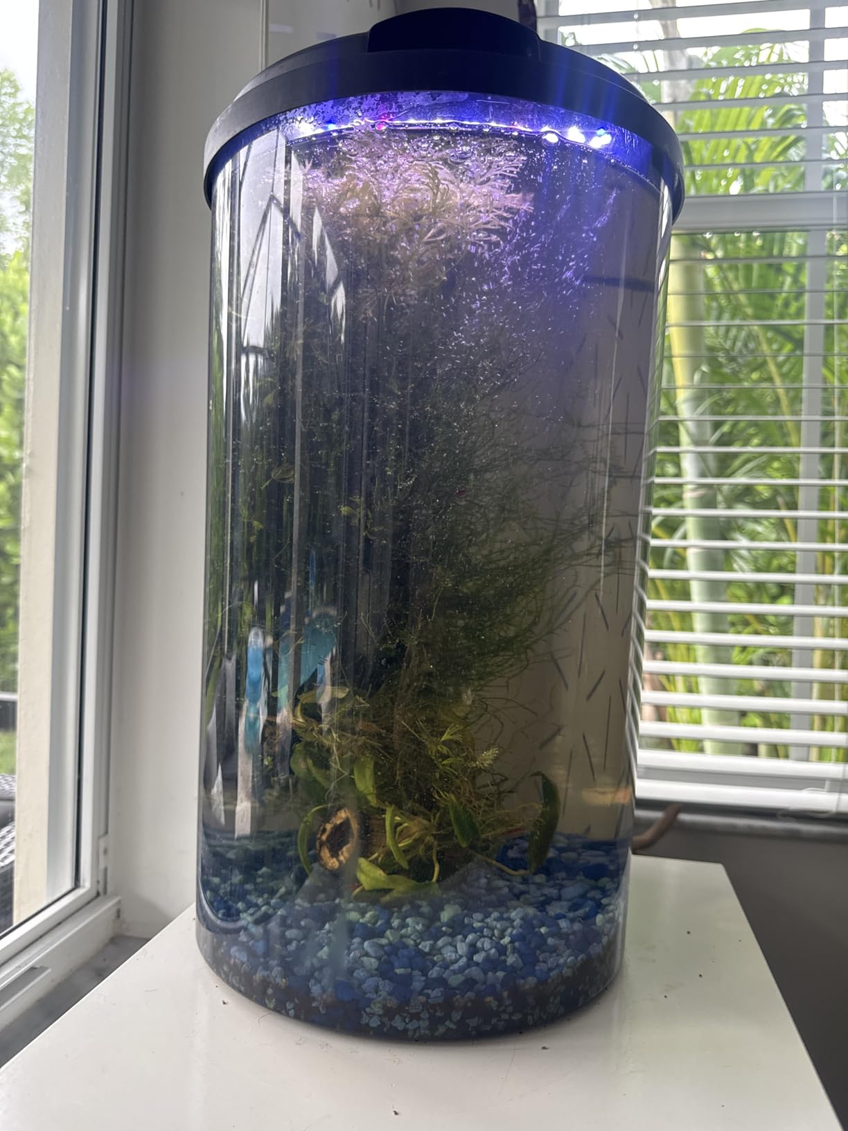 Koller Products 3-Gallon 360 Aquarium with LED Lighting (7 Color Selections) and Power Filter, Impact-Resistant Plastic, Ideal for a Variety of Tropical Fish customer photo 1