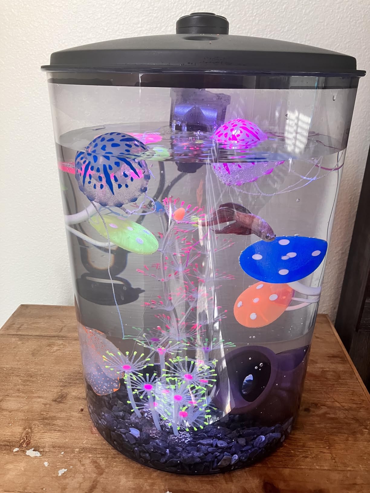 Koller Products 3-Gallon 360 Aquarium with LED Lighting (7 Color Selections) and Power Filter, Impact-Resistant Plastic, Ideal for a Variety of Tropical Fish customer photo 2