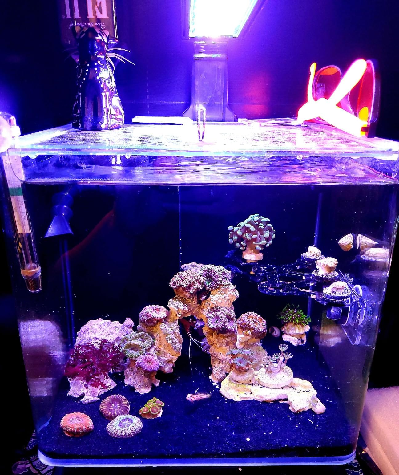NICREW Clip-on Marine Aquarium Light for Coral Reef Tank customer photo 2