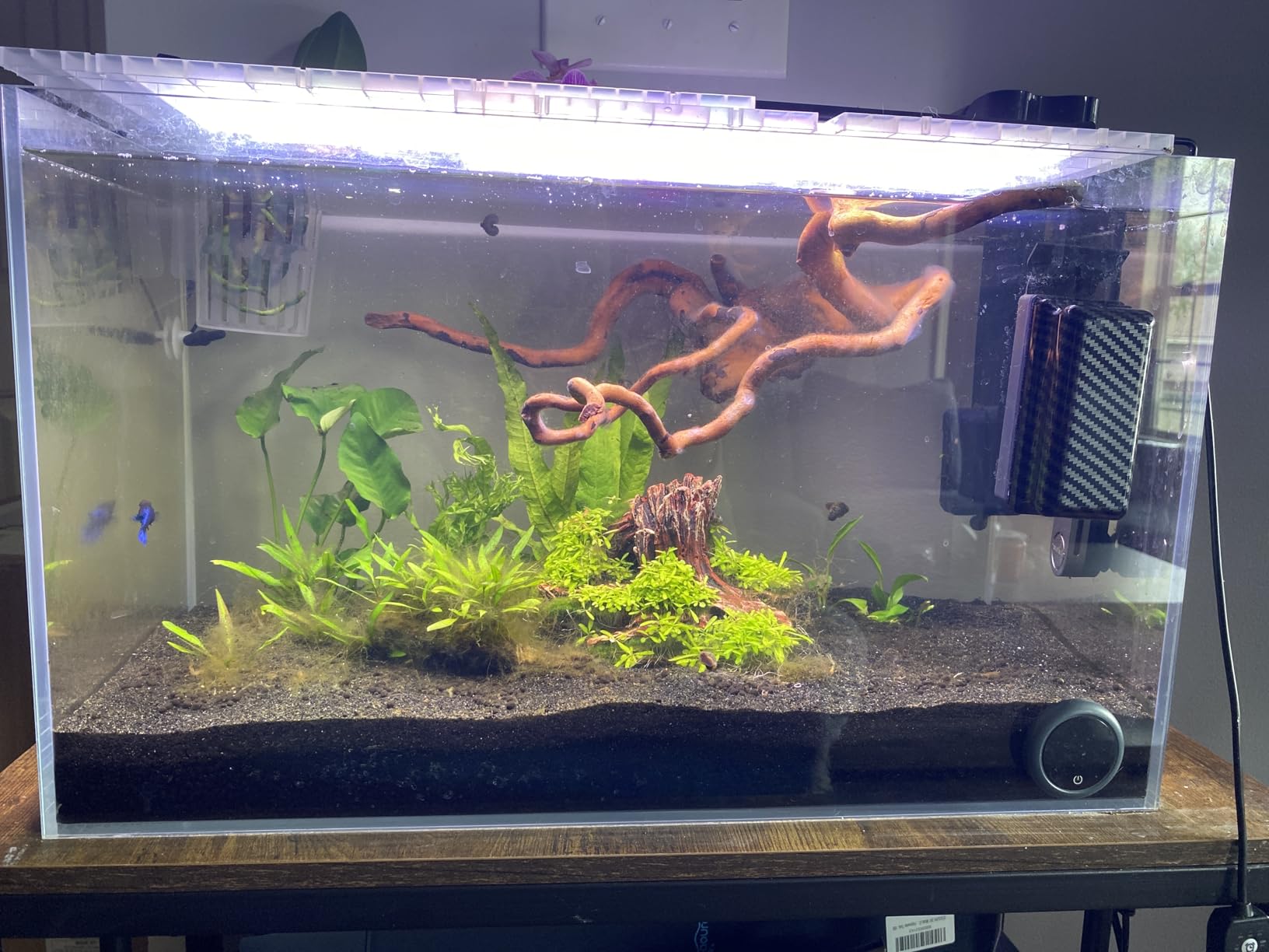 LAQUAL Rimless Glass Aquarium Starter Kit (3 Gal), Ultra Clear Low Iron Glass Fish Tank Set, Small Beta Fish Tank & Filter with Surface Skimmer & 3-Mode LED Light customer photo 2