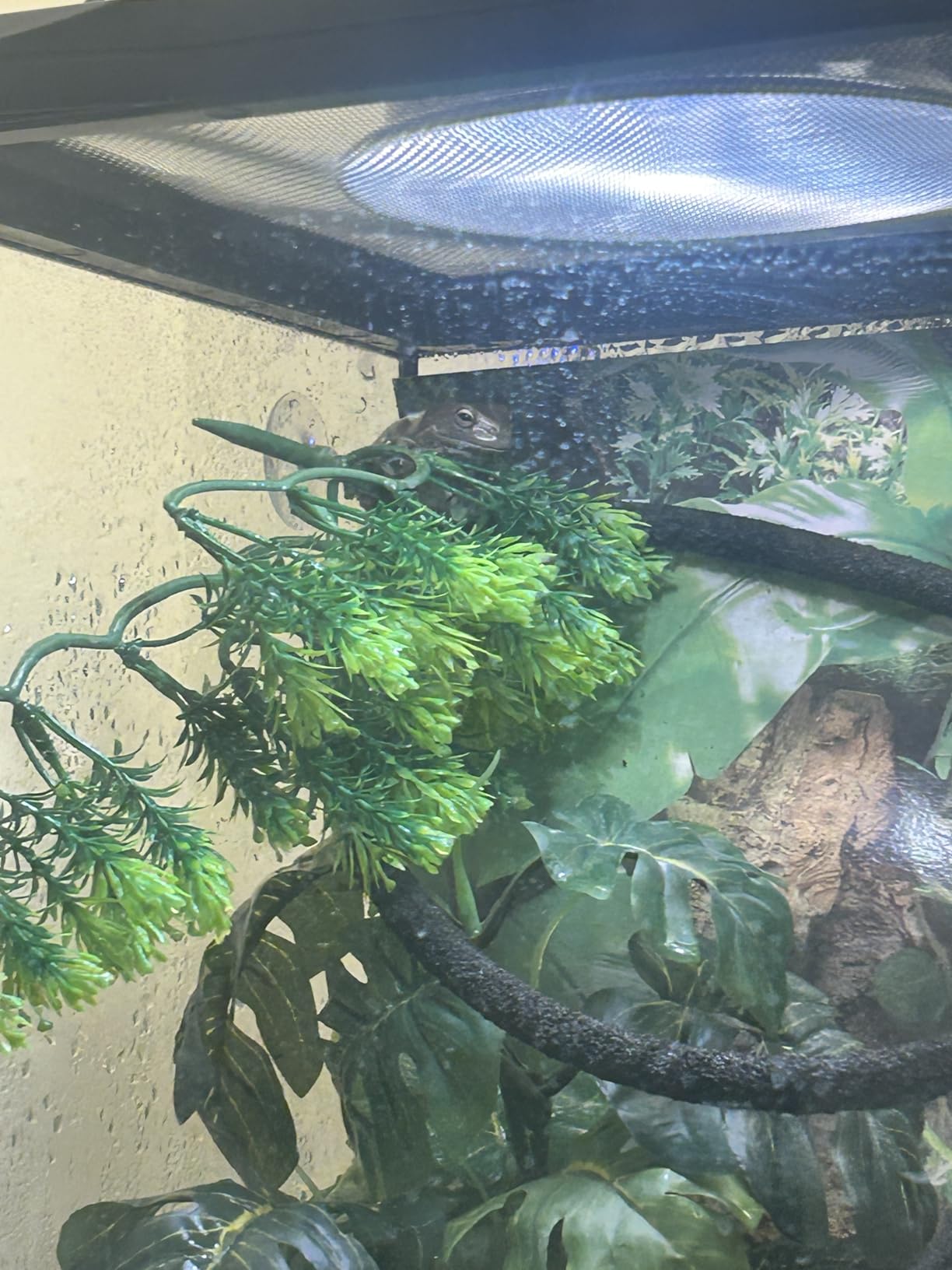 Reptile Mister 20 oz by ExtremeMist | Terrarium Humidity Sprayer customer photo 1
