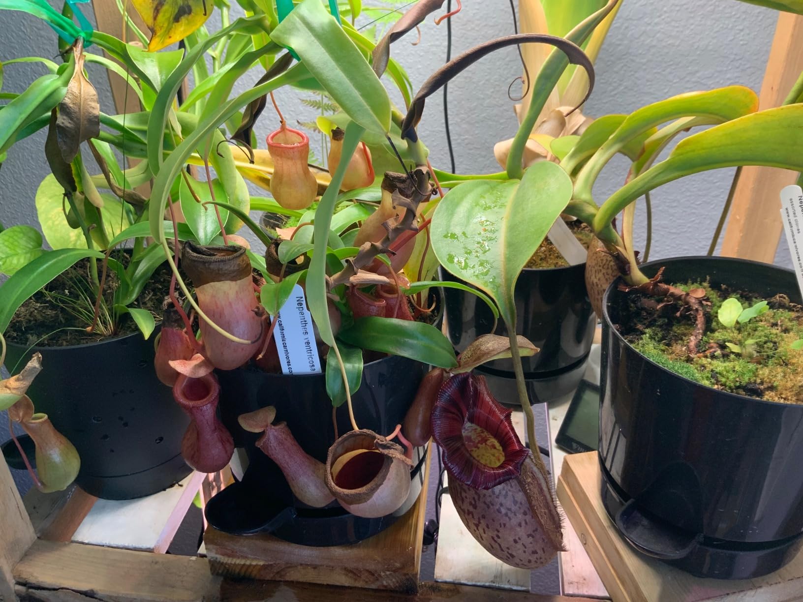 Reptile Mister 20 oz by ExtremeMist | Terrarium Humidity Sprayer customer photo 2