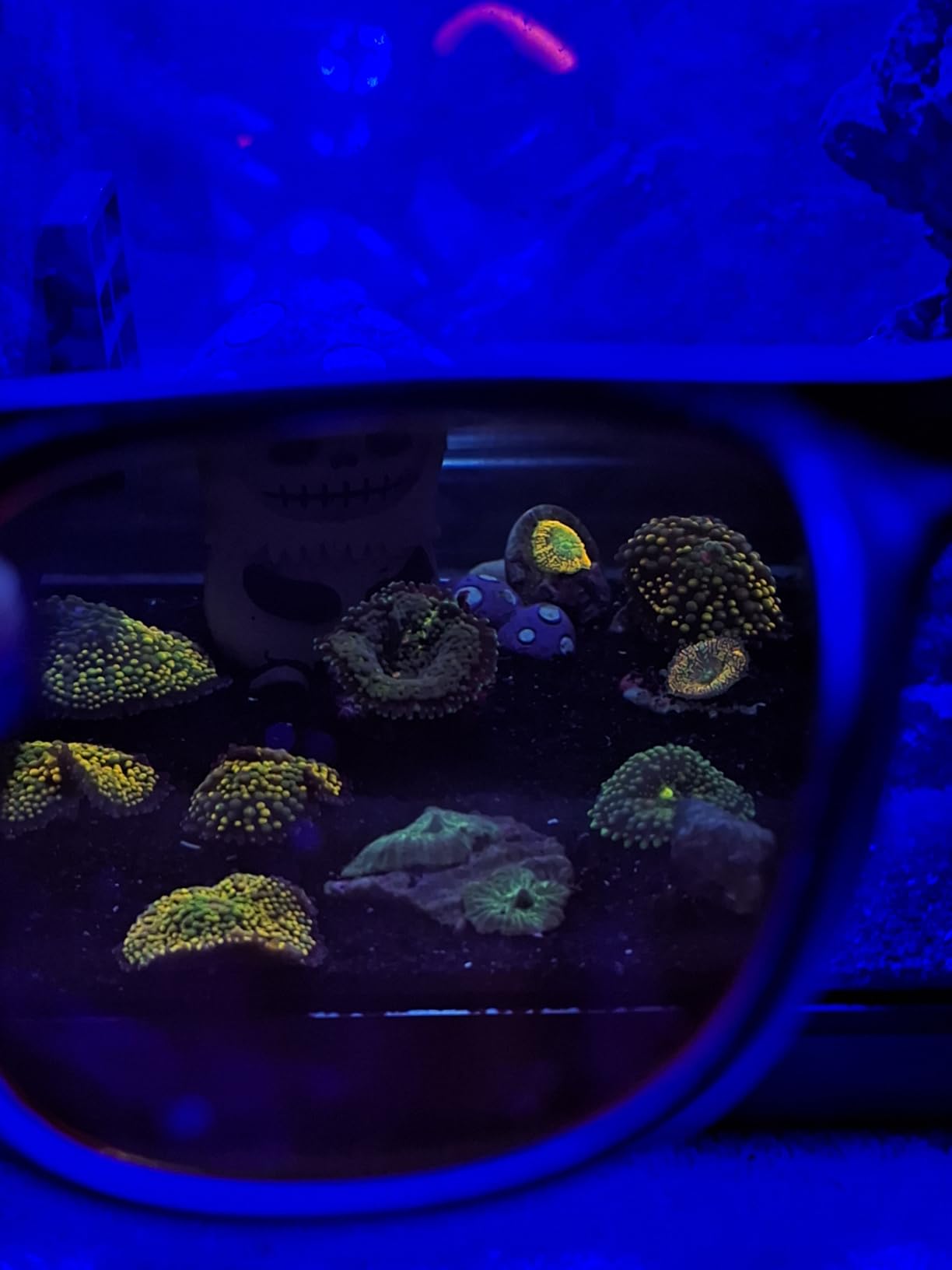 hygger 30 Watts Aquarium LED Reef Light, Dimmable Full Spectrum Marine LED Fish Tank Light Saltwater Nano Aquarium LPS SPS Lighting customer photo 1