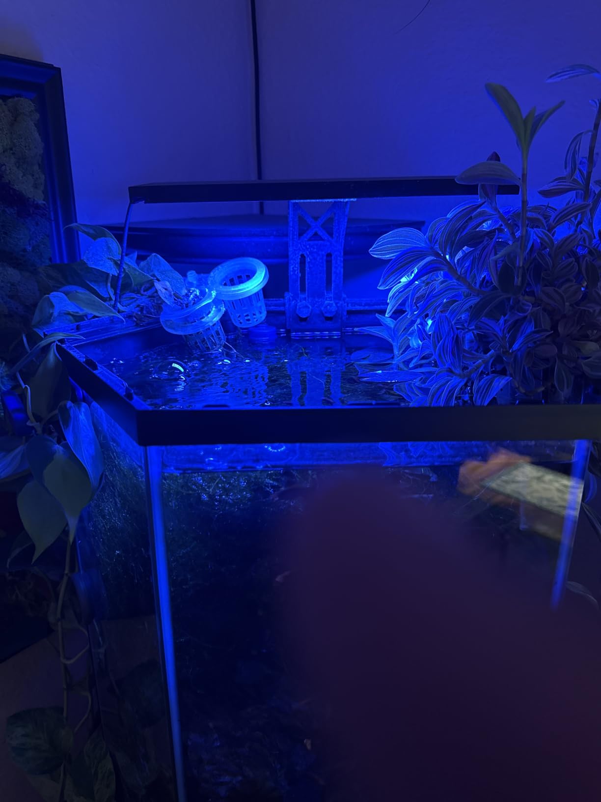 SEAOURA Clip On Aquarium Light for Plants-24/7 Fish Tank Light, 12-20 Inch customer photo 2