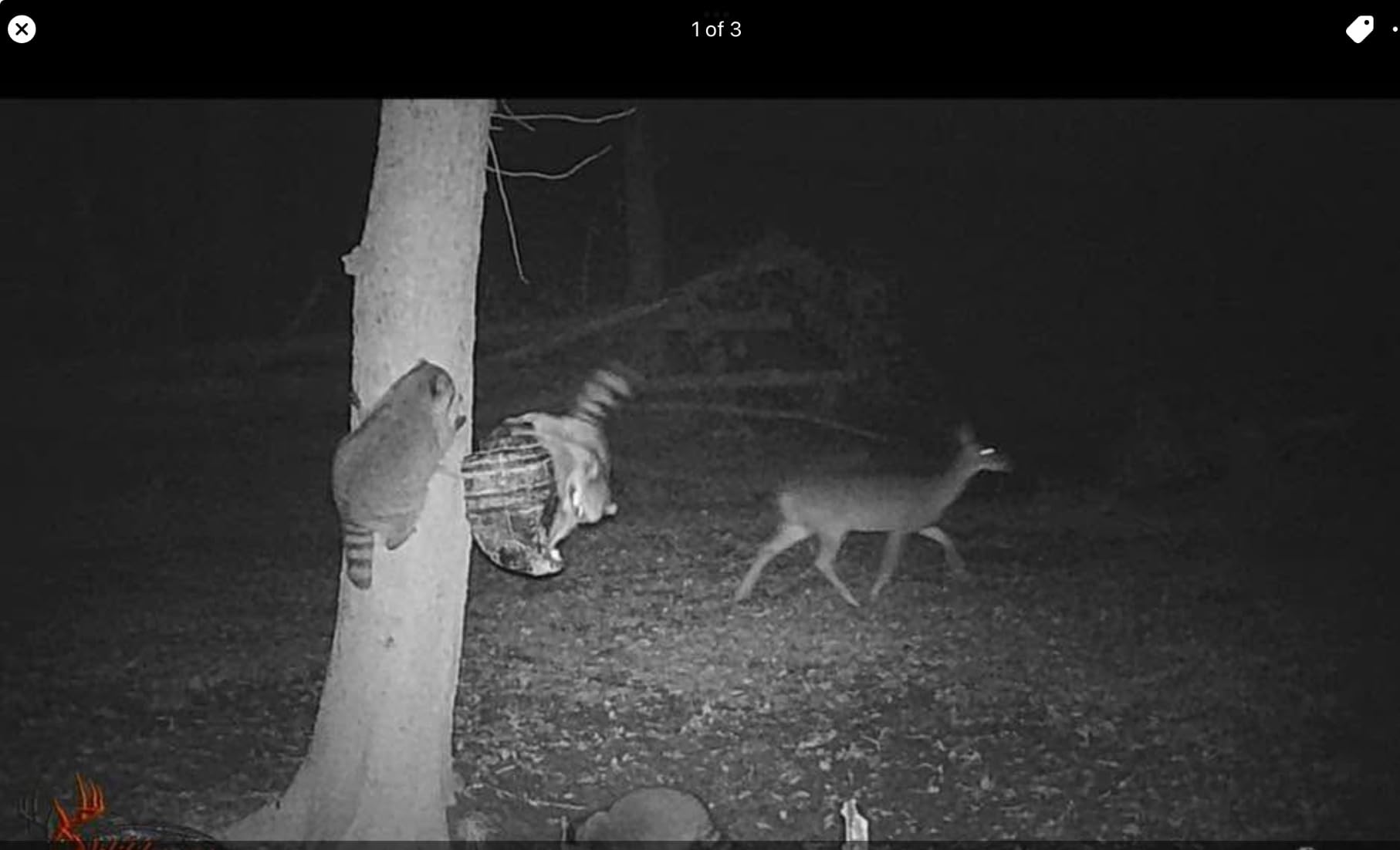 Moultrie Feed Bin - Gravity-Fed Wildlife Feeder customer photo 2