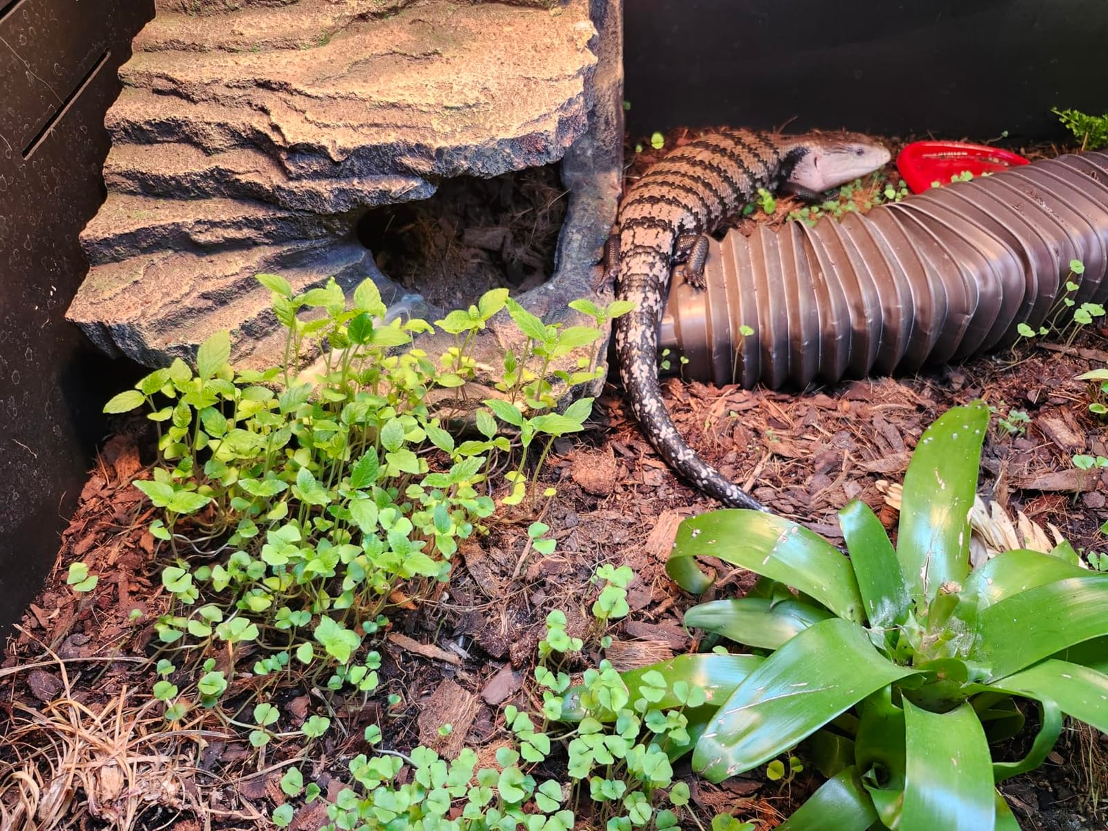 Reptile Misting System with Timer, 6 Nozzles, Self-Priming Pump, Fine Mist customer photo 2