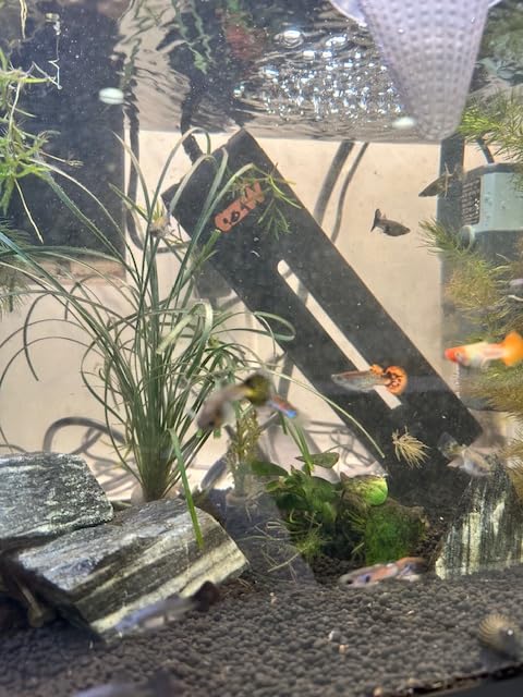 azw 500W Aquarium Heater for 65‑120 Gal, Triple Auto‑Shutoff Safety customer photo 1