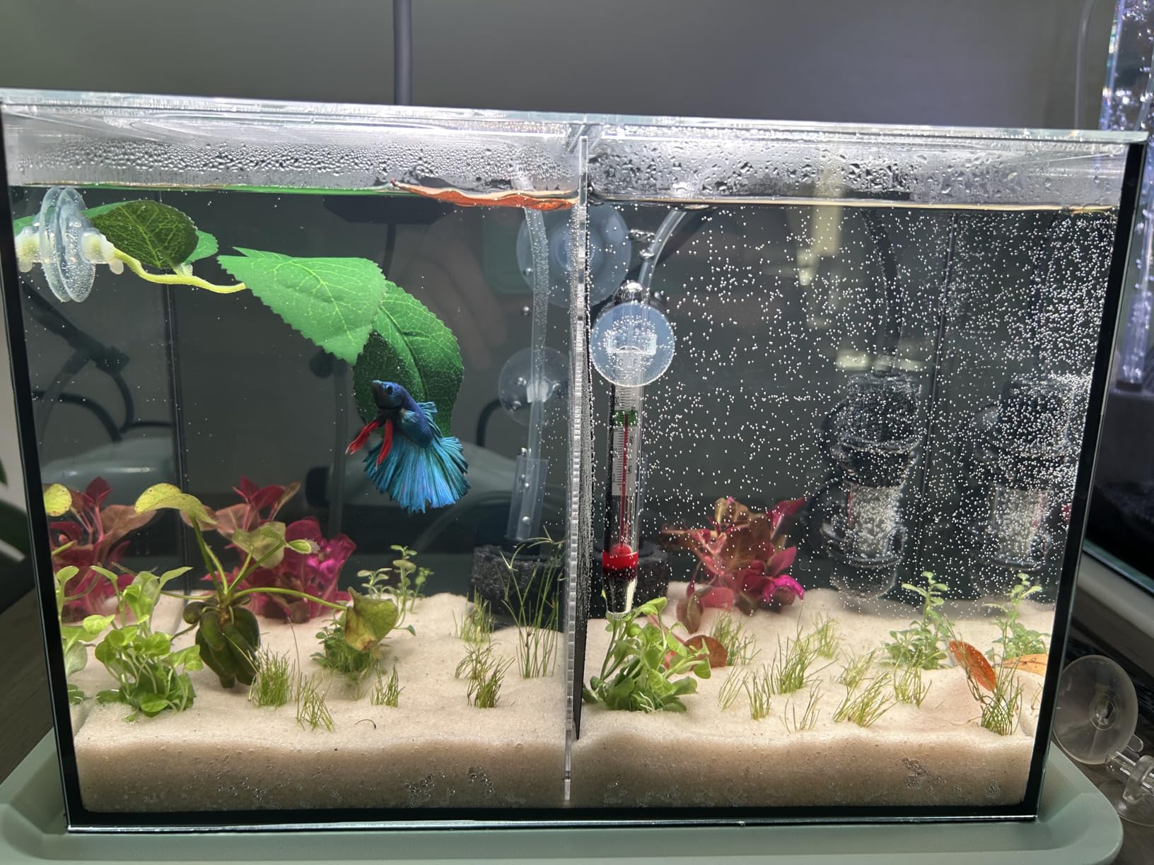 3 Gallon 12.6” L Fish Nano Glass Aquarium, with Separator Plate for Betta, Multi-Functional Square Fish Tank with Filter, LED Light, Black 4mm Glass customer photo 1
