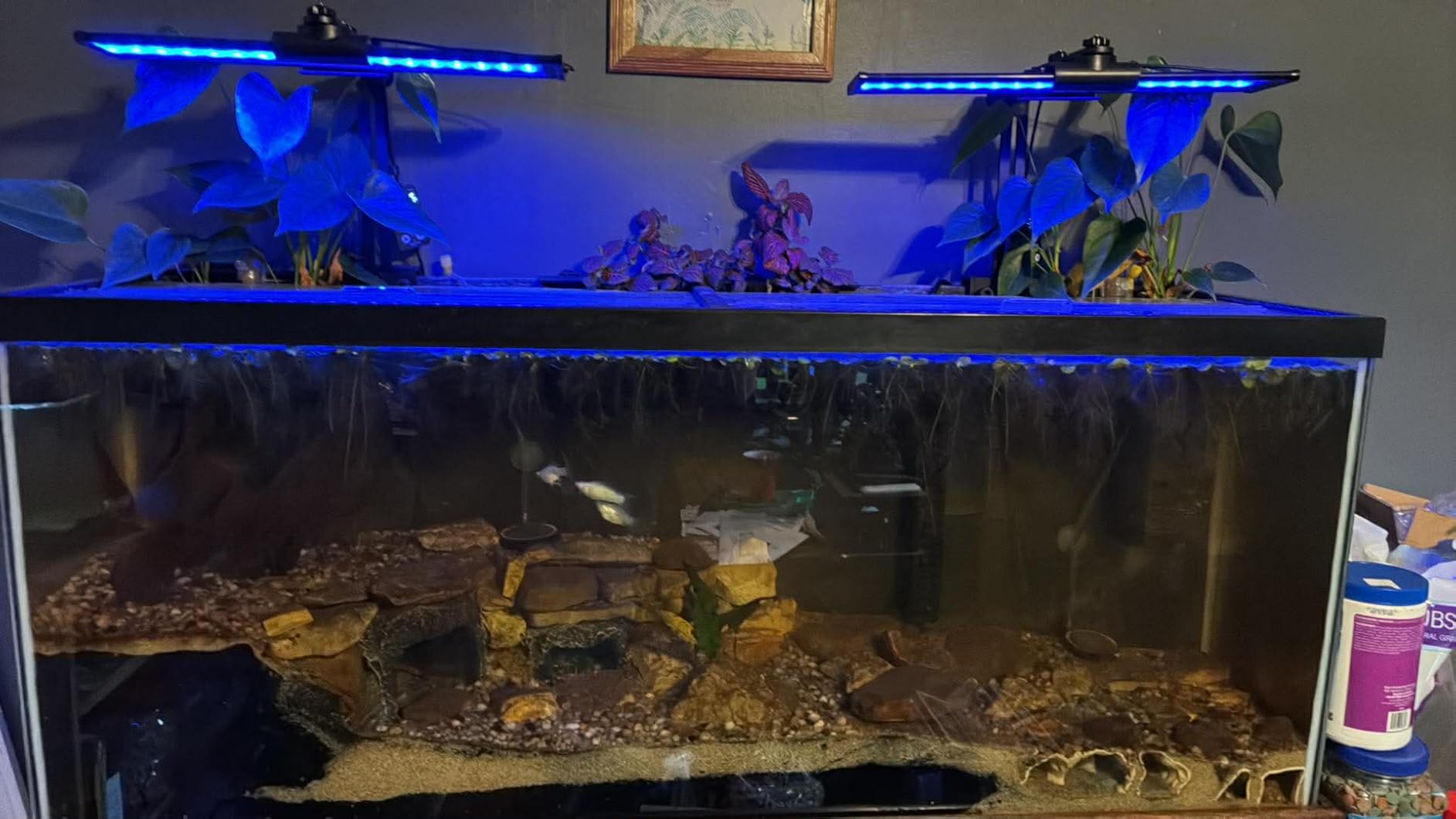 SEAOURA Aquarium Planted Light with 24/7 Timer for 48-54in Fish Tank customer photo 2