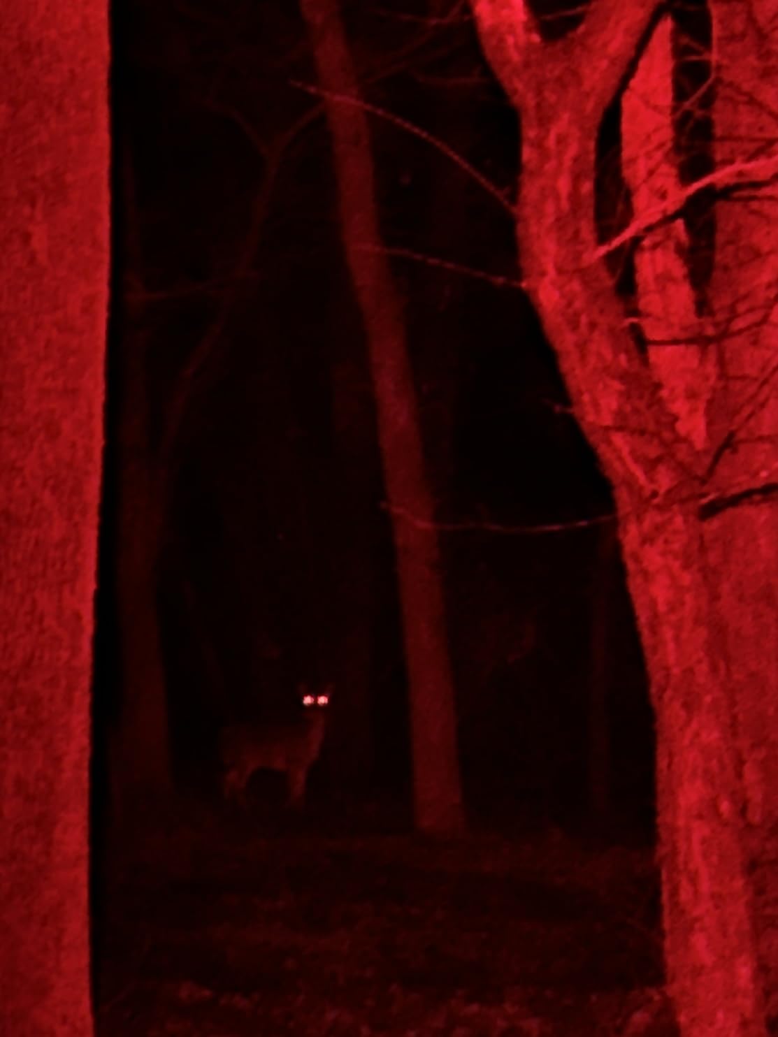 sofirn H35R Rechargeable Headlamp 1500 Lumens, 660nm Deep Red Light, IPX6 customer photo 1