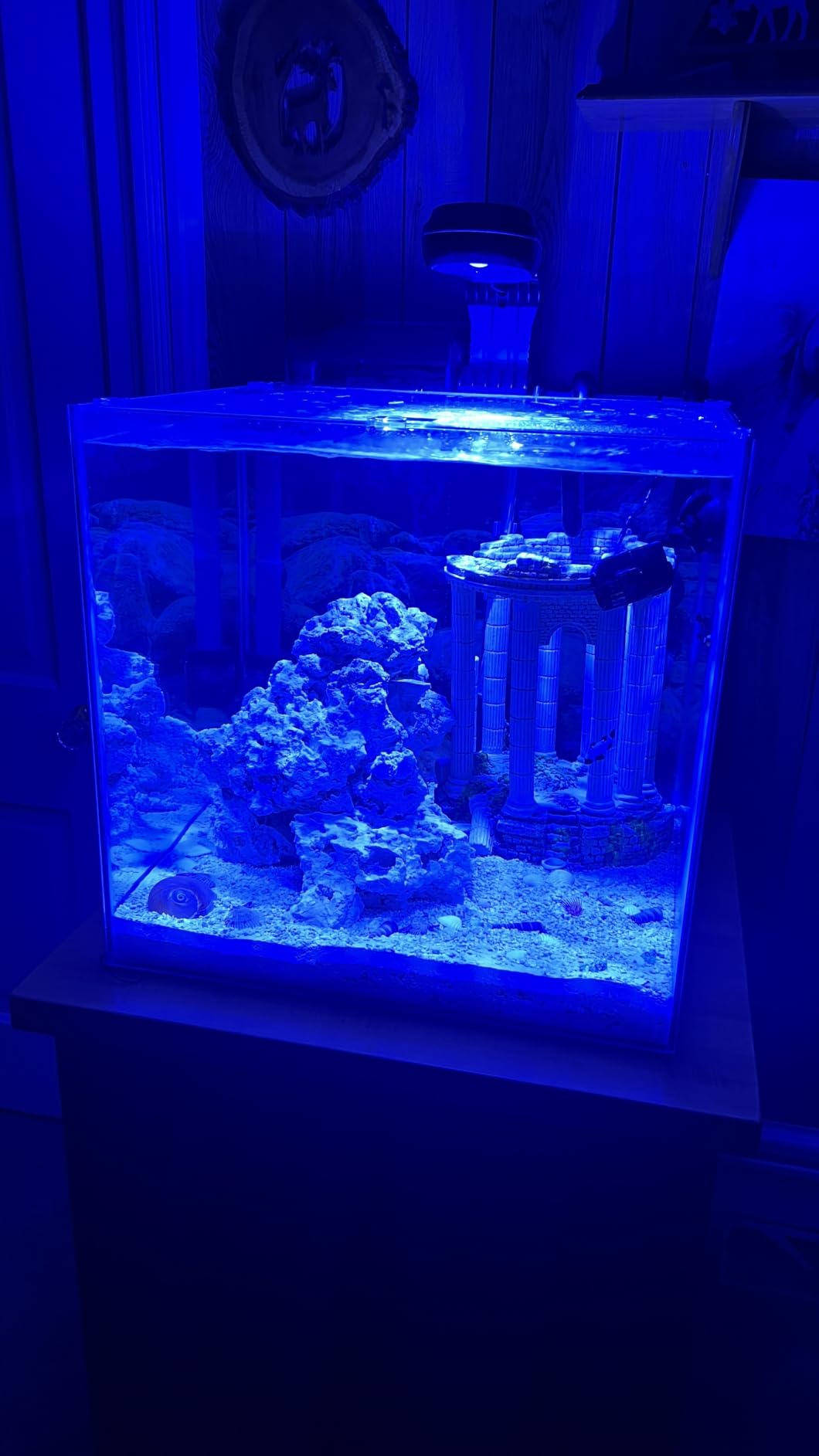 PopBloom RL60 WiFi Reef LED Light, 60W Full Spectrum Marine Reef LED Aquarium Lighting for Soft/LPS Corals & Saltwater Fish Nano Tanks, Built-in Timer, WiFi Phone Programmable, Sunrise Sunset customer photo 2
