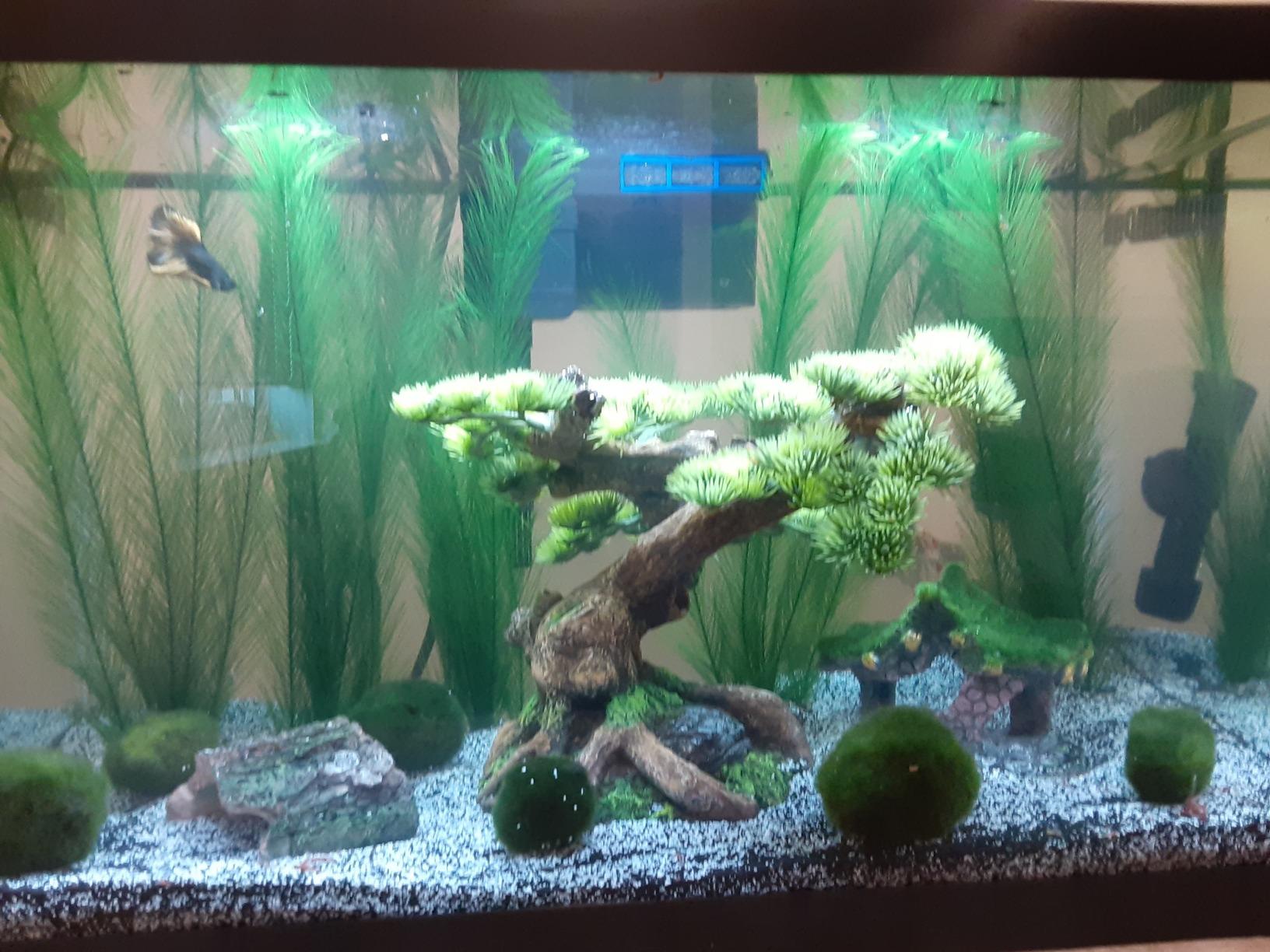 Aqueon Aquarium Starter Kit with Smart Clean Filtration and LED Lighting, Freshwater and Saltwater Fish, 20-Gallon customer photo 2
