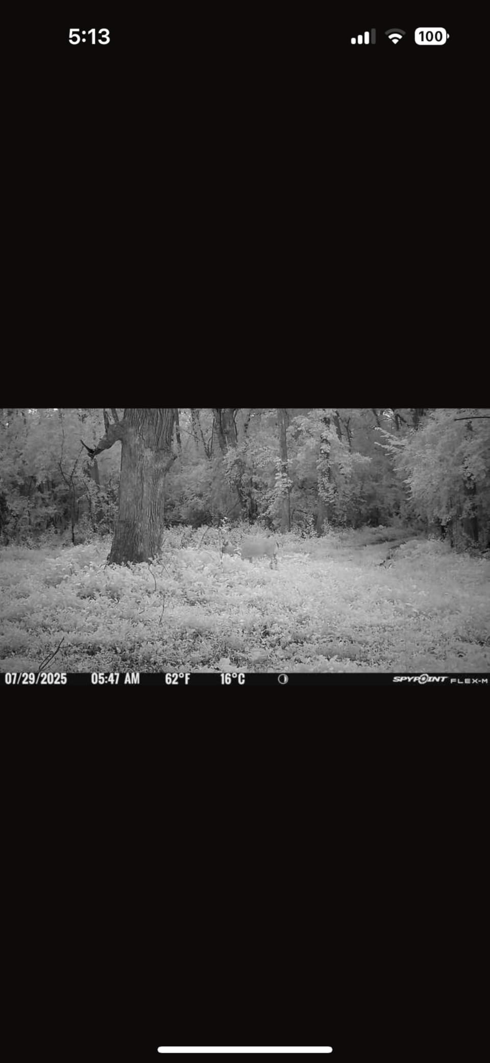 SPYPOINT Flex-M and SD Card Pack - Cellular Trail Cameras |Best Value in Hunting Accessories |No WiFi Needed & GPS-Enabled |Hunting Night Vision | IP65 Waterproof |28MP Photos, 720p Videos customer photo 1