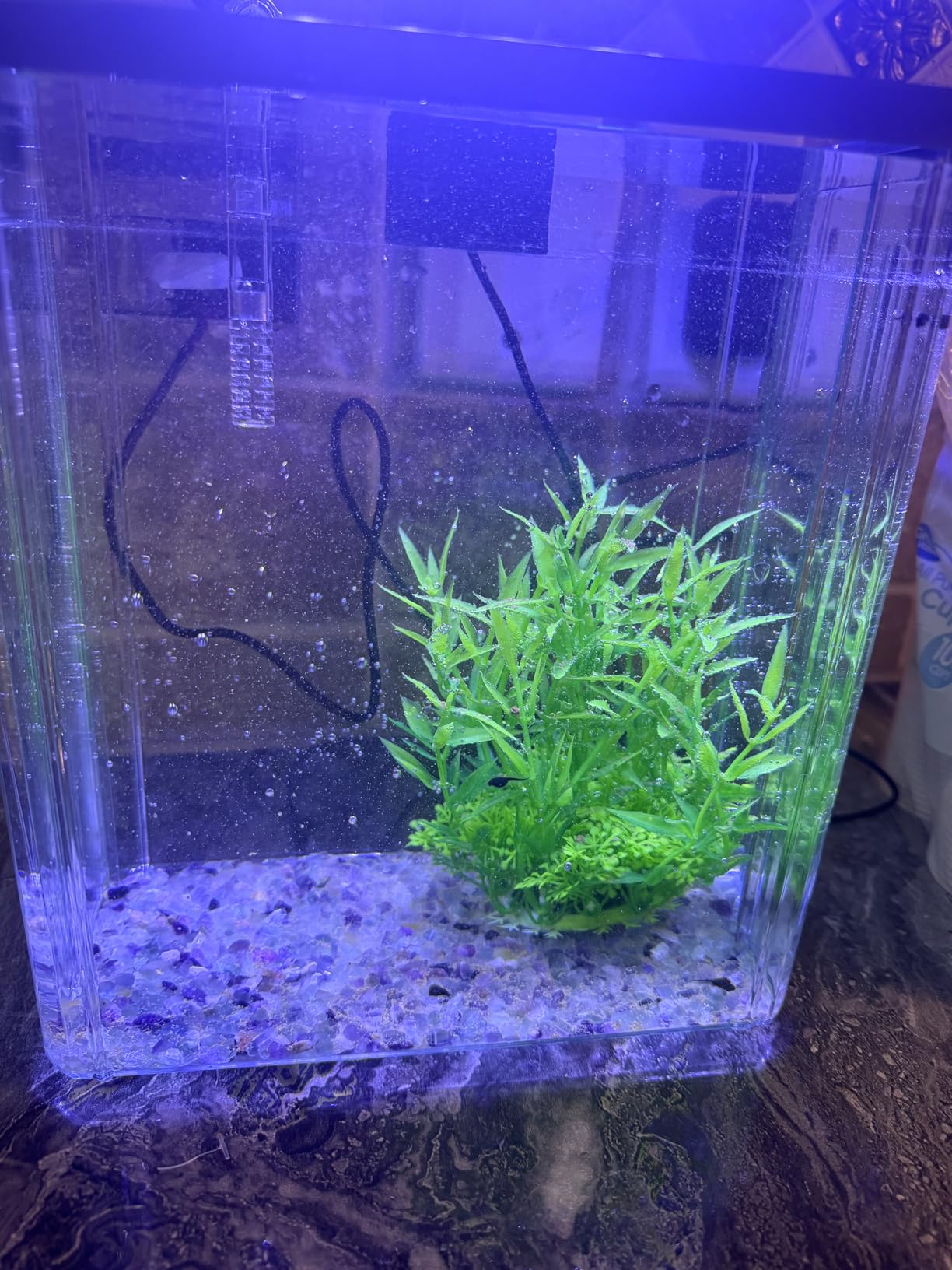 1.5 Gallon Aquarium Starter Kits - Plastic Fish Tank Kit Clear Beta Fish Tank Small with Filteration Oxygenation, Water Circulation, Lighting - Beginner's Gift for Guppy, Shrimp, Goldfish customer photo 1