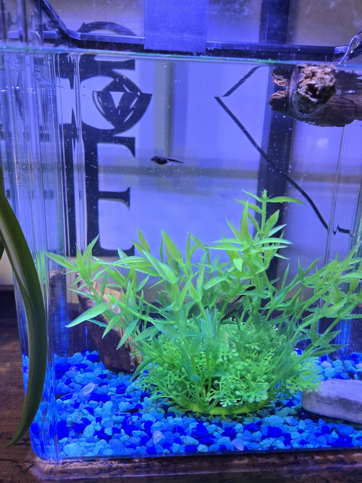 1.5 Gallon Aquarium Starter Kits - Plastic Fish Tank Kit Clear Beta Fish Tank Small with Filteration Oxygenation, Water Circulation, Lighting - Beginner's Gift for Guppy, Shrimp, Goldfish customer photo 2