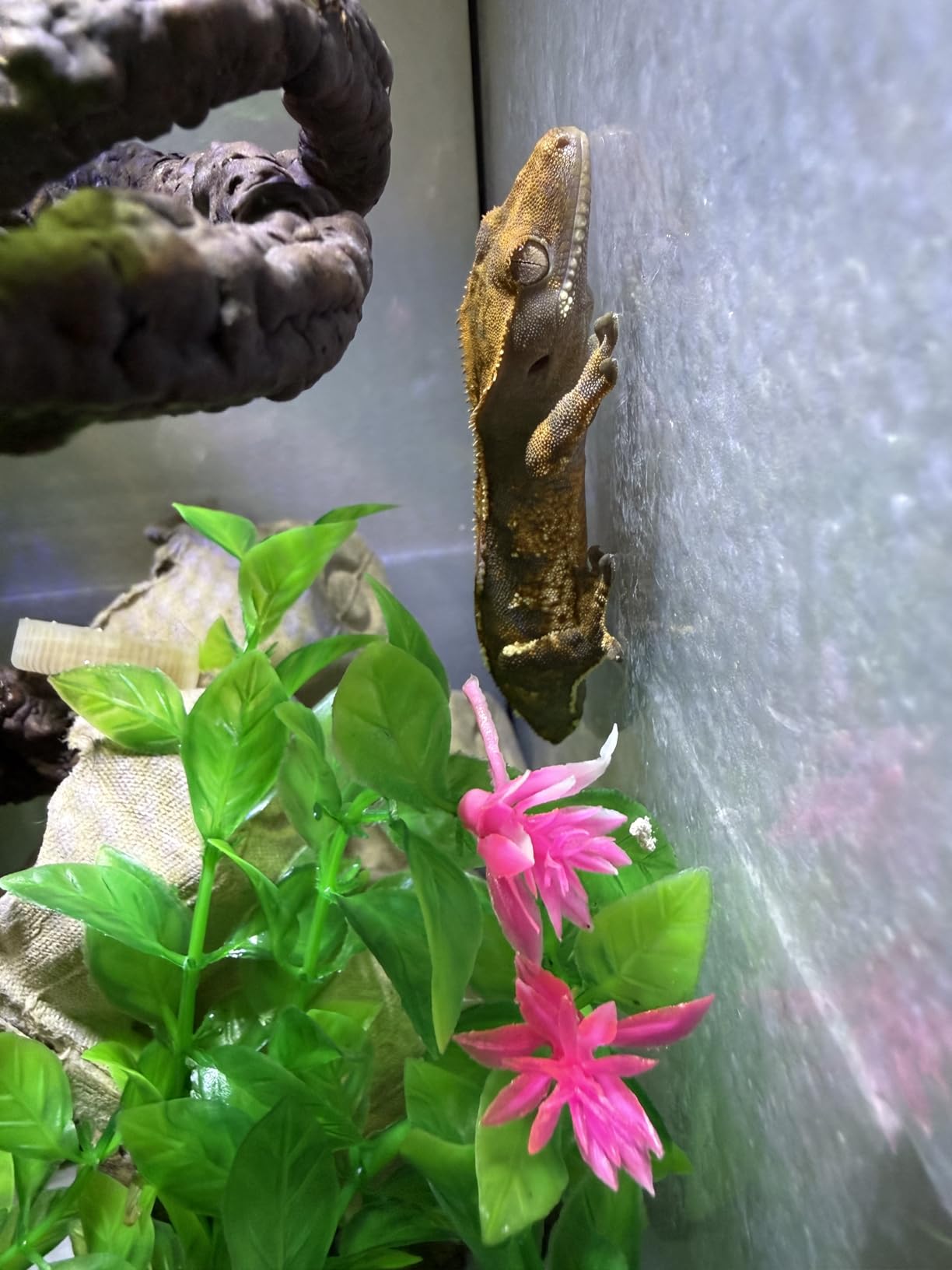 Vertical Glass Reptile Enclosure Terrarium, 10