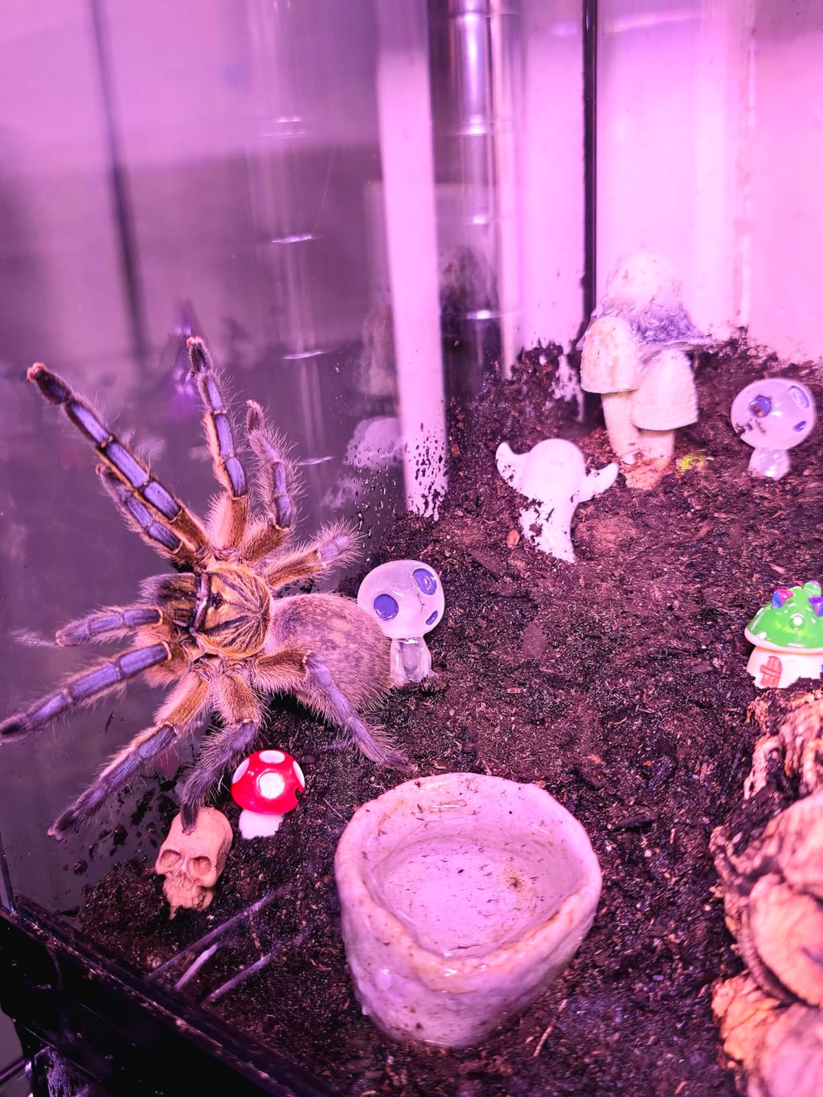 Vertical Glass Reptile Enclosure Terrarium, 10