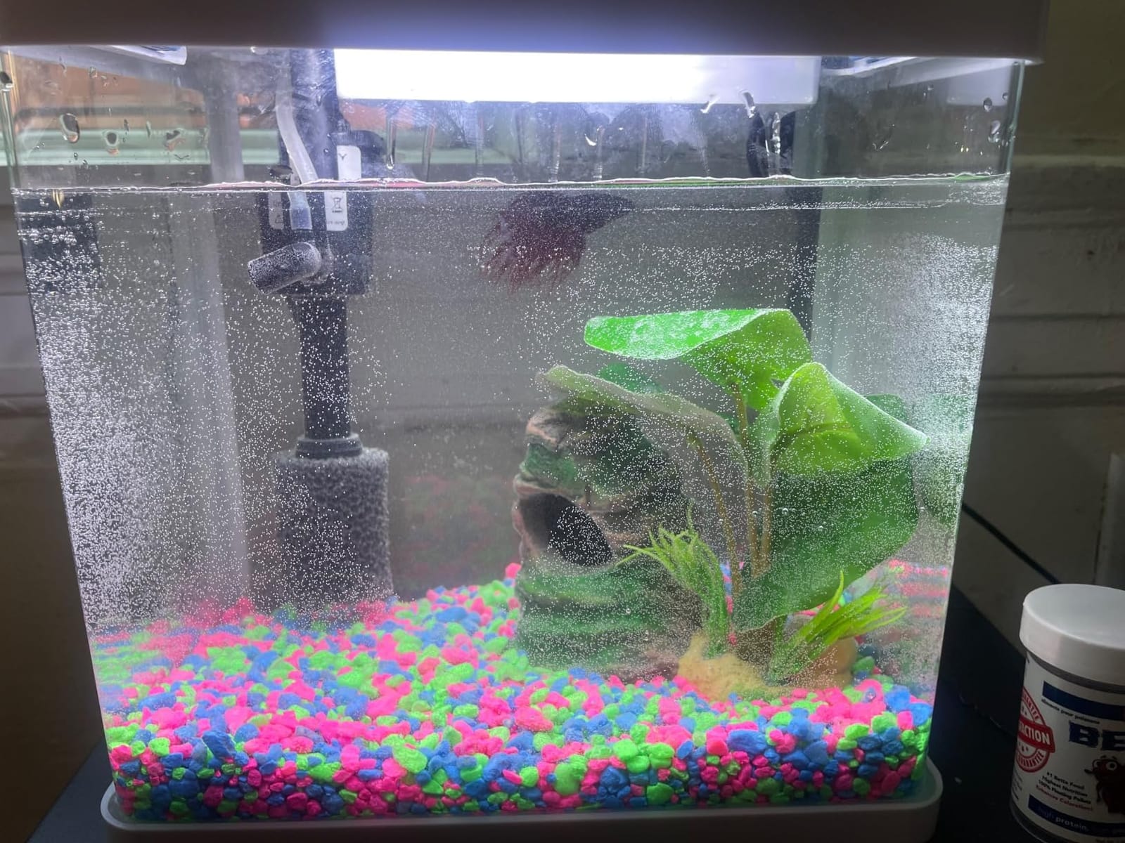 20 Gallon Fish Tank, Betta Large Aquarium Starter Kits,100% Glass Material customer photo 1