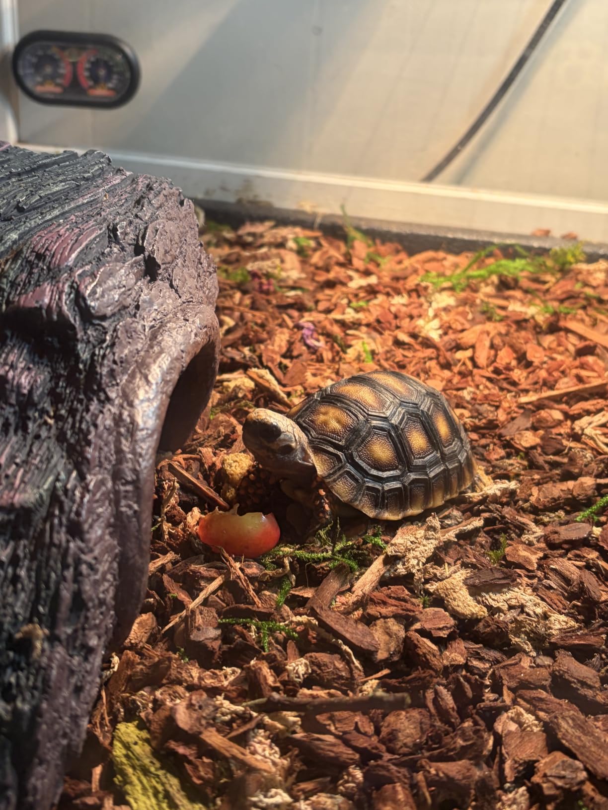 Large Tortoise Enclosure with Lamp Stand, Wooden & Plastic Turtle Habitat customer photo 2