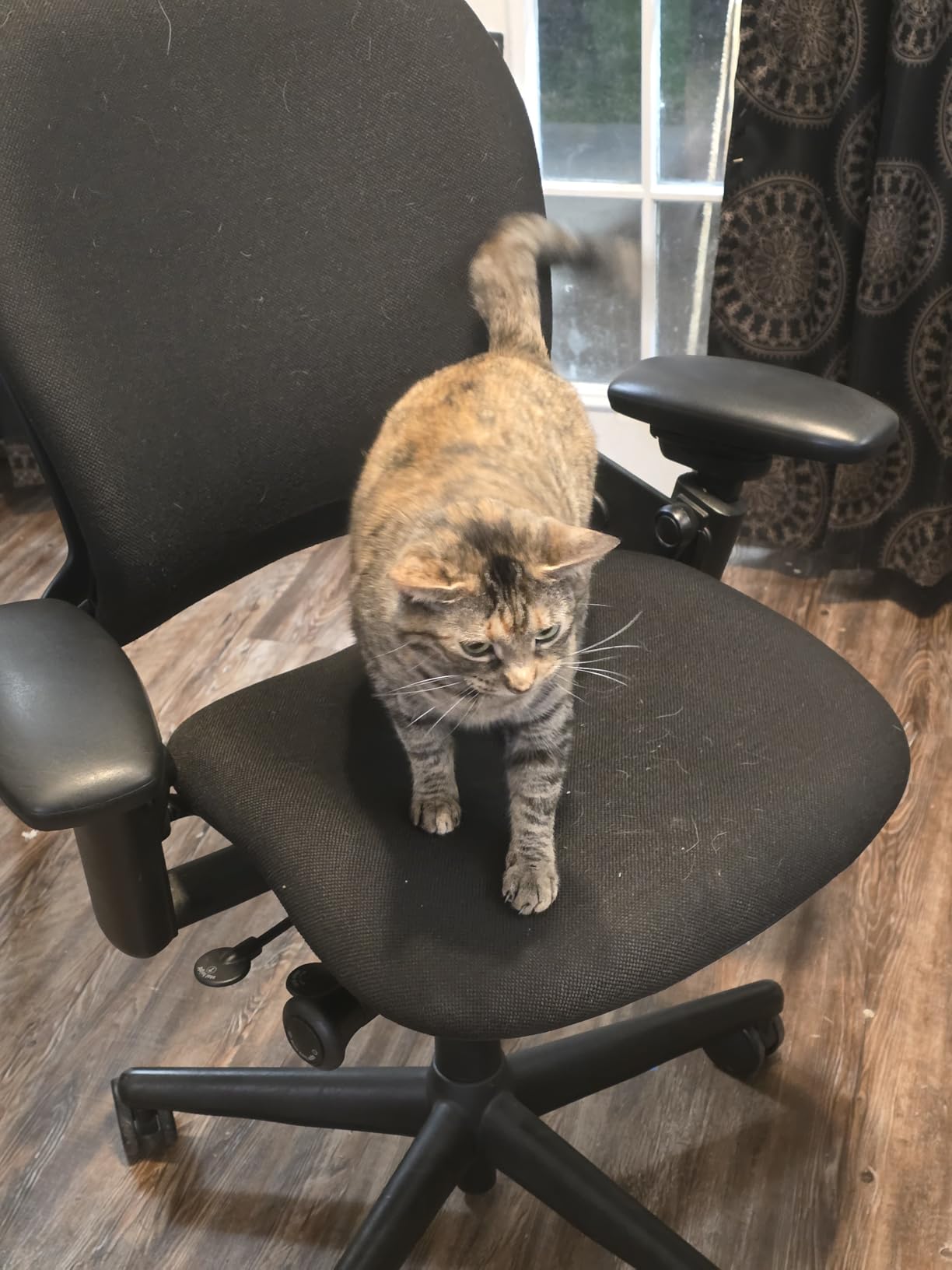 Steelcase Leap Office Chair, Ergonomic Back Support, Onyx customer photo 1