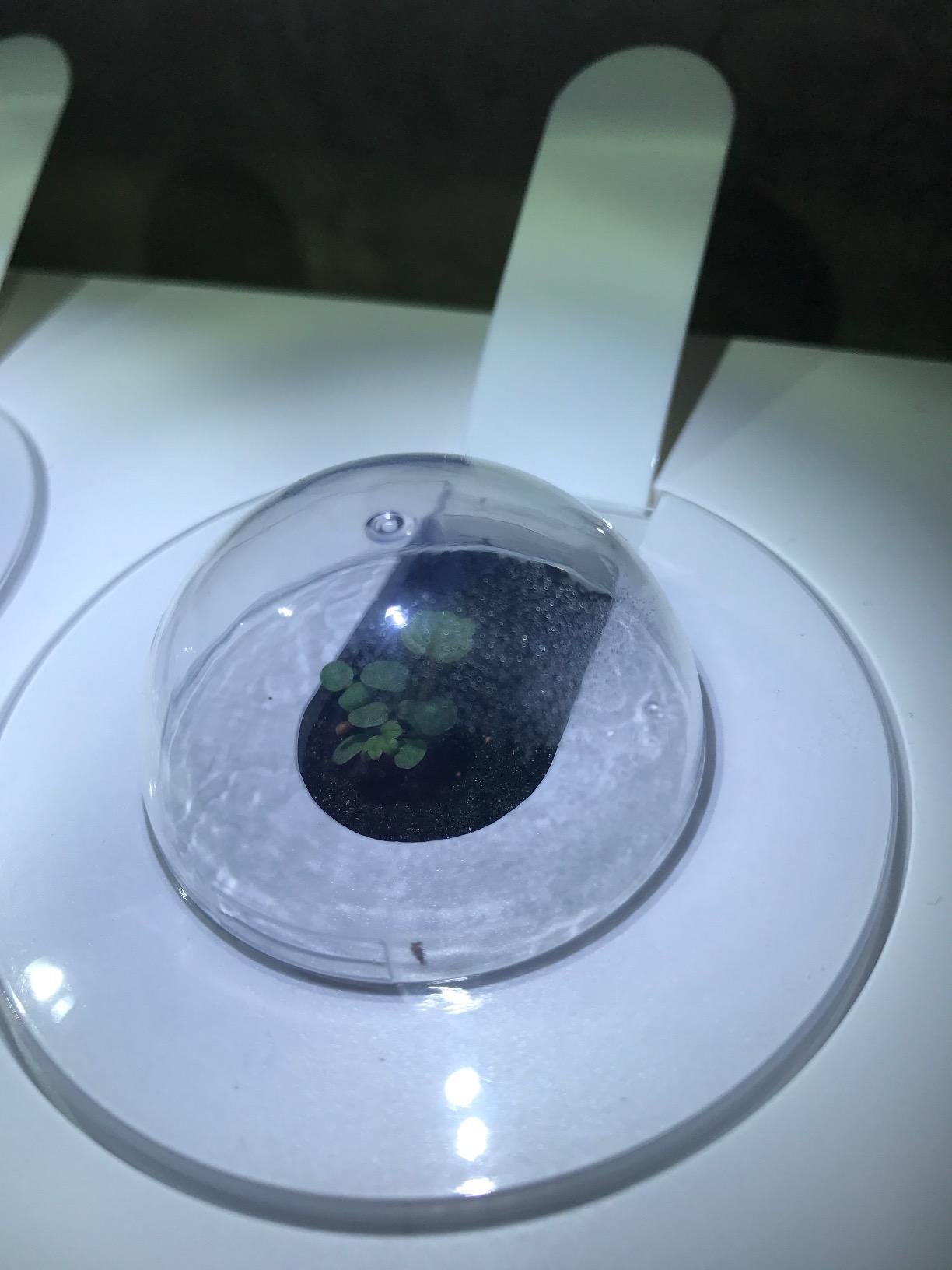 Click & Grow Indoor Herb Garden Kit with Grow Light | Smart Garden for Home Kitchen Windowsill | Easier Than Hydroponics Growing System | Vegetable Gardening Starter (3 Basil Pods Included), Grey customer photo 1