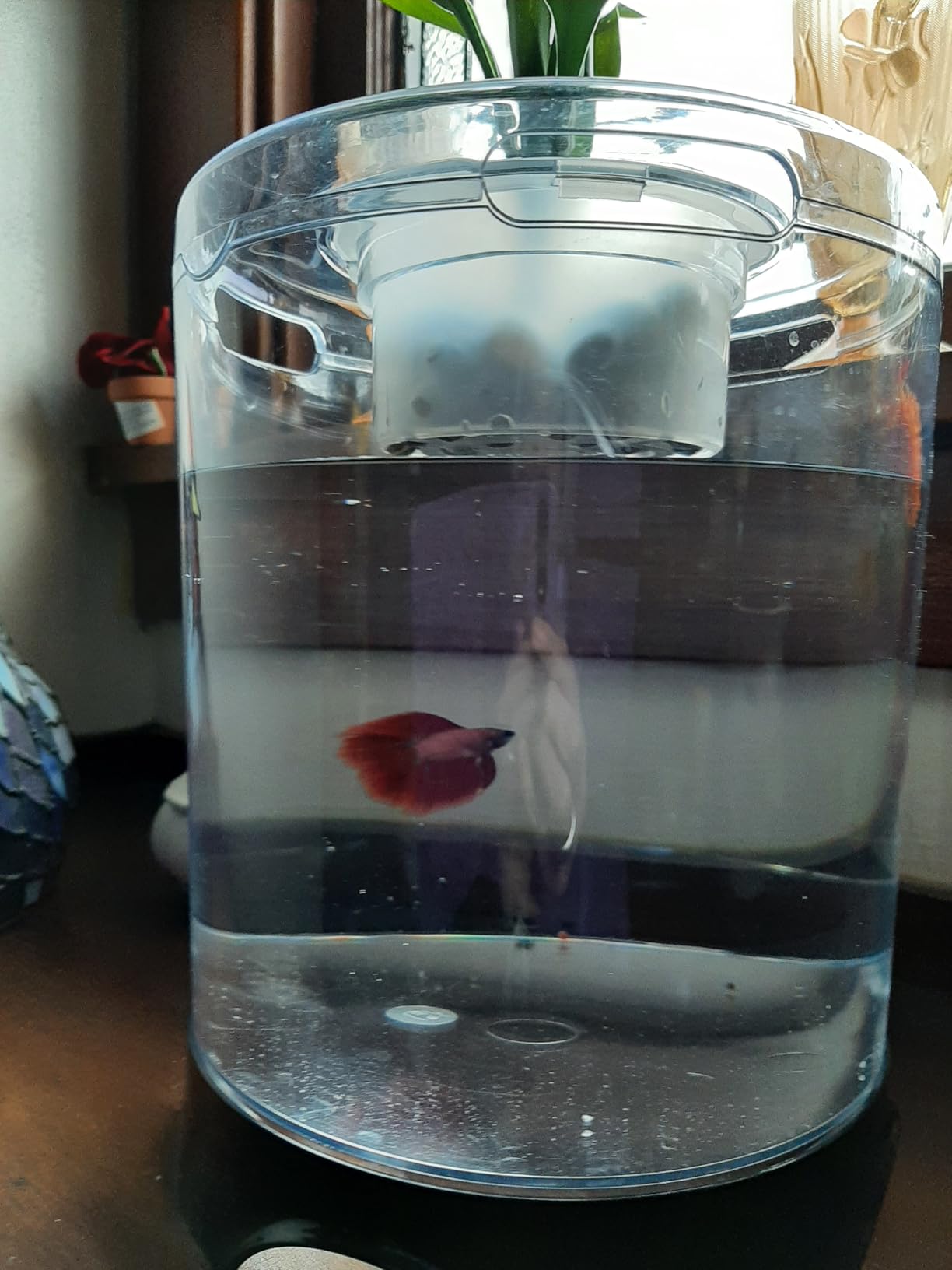 Penn-Plax Aquaponic Planter and Aquarium for Betta Fish | Tank Promotes Healthy Hydroponic Environment for Plants and Fish customer photo 1