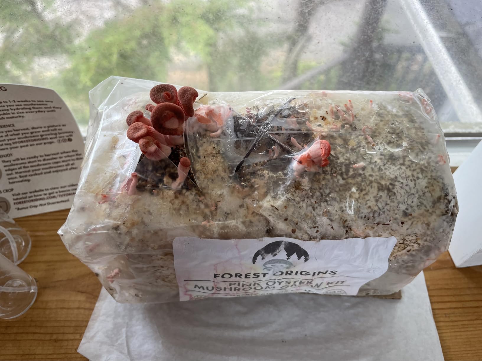 Forest Origins Pink Oyster Mushroom Grow Kit, Ready to Grow Indoors customer photo 2