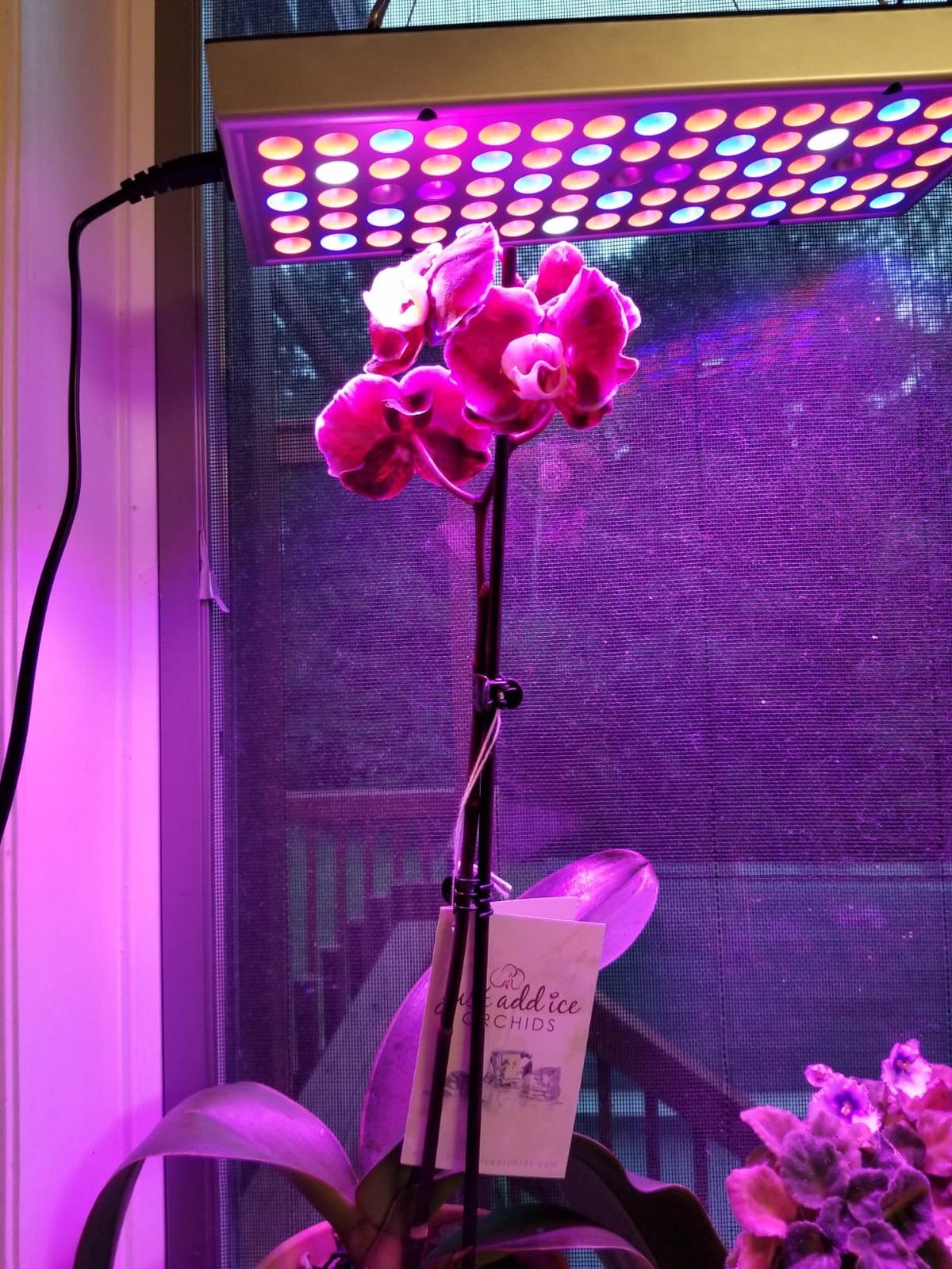 LED Grow Lights for Indoor Plants, Panel Plant Light Full Spectrum with IR & UV Bulbs for Seedlings,Micro Greens,Clones,Succulents (Size:9.9x9.9inches) customer photo 1