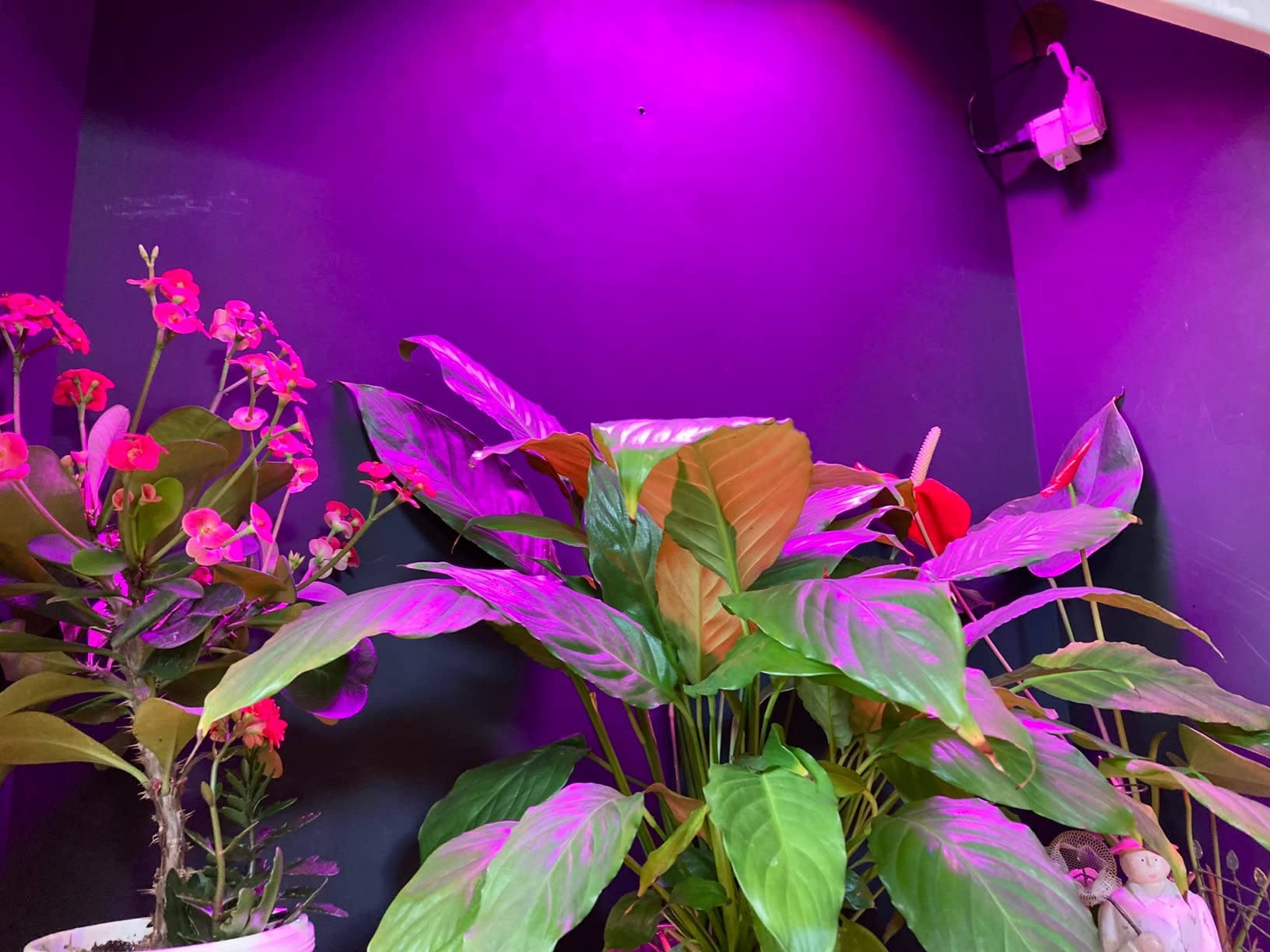 LED Grow Lights for Indoor Plants, Panel Plant Light Full Spectrum with IR & UV Bulbs for Seedlings,Micro Greens,Clones,Succulents (Size:9.9x9.9inches) customer photo 2