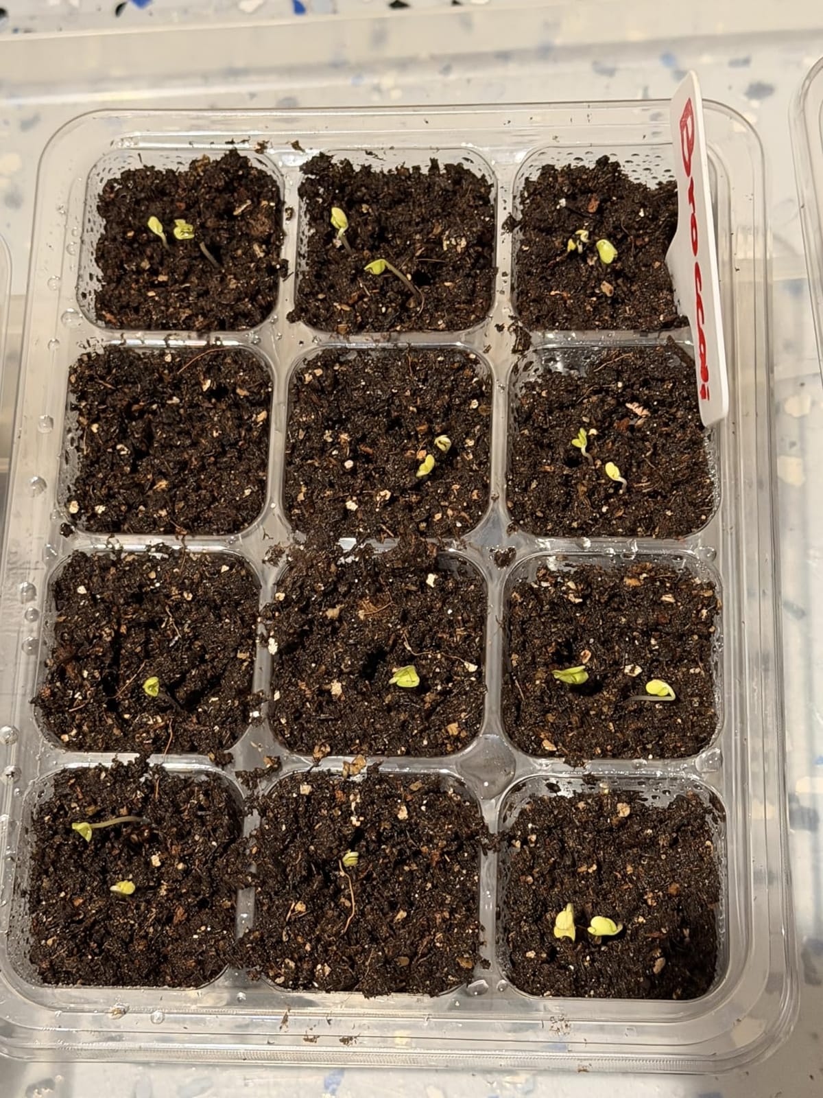 MIXC 10 Pack Seed Starter Tray, 120Cell Stater Kit with Humidity Dome Green customer photo 1
