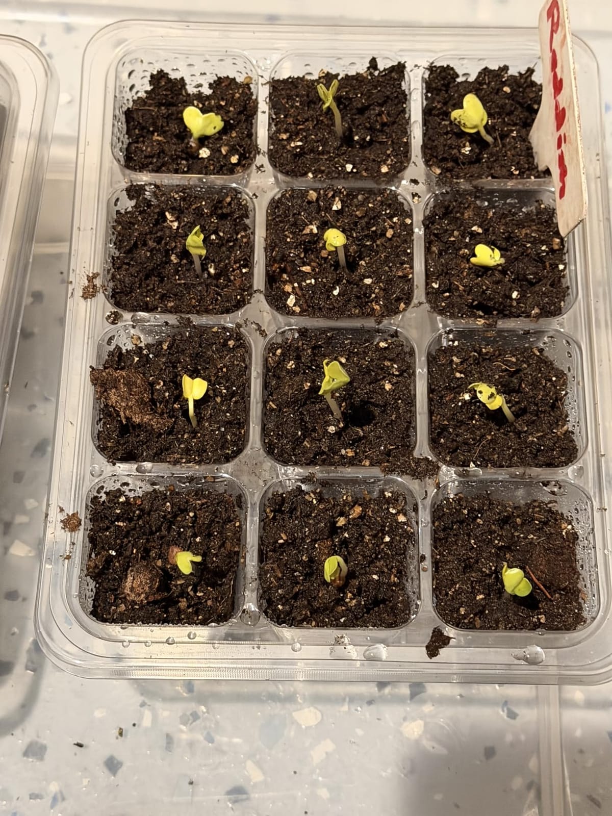 MIXC 10 Pack Seed Starter Tray, 120Cell Stater Kit with Humidity Dome Green customer photo 2